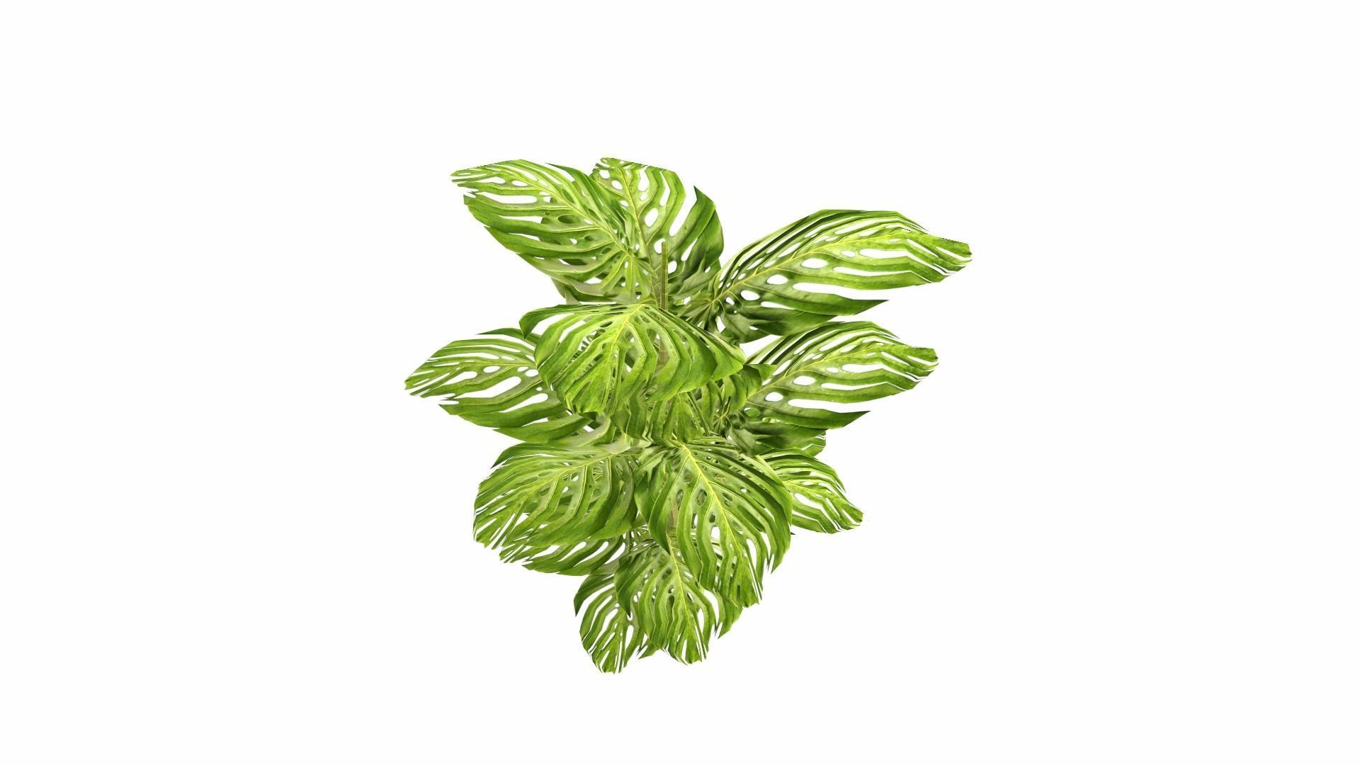 Tropical Plants Low-poly 3D model_14