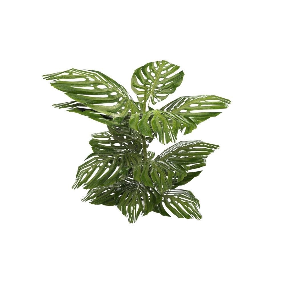 Tropical Plants Low-poly 3D model_1