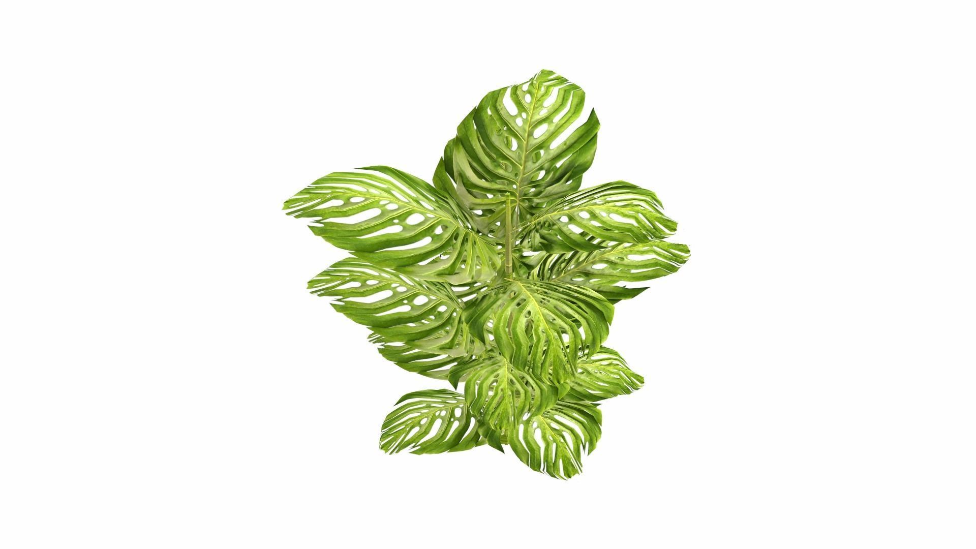 Tropical Plants Low-poly 3D model_24