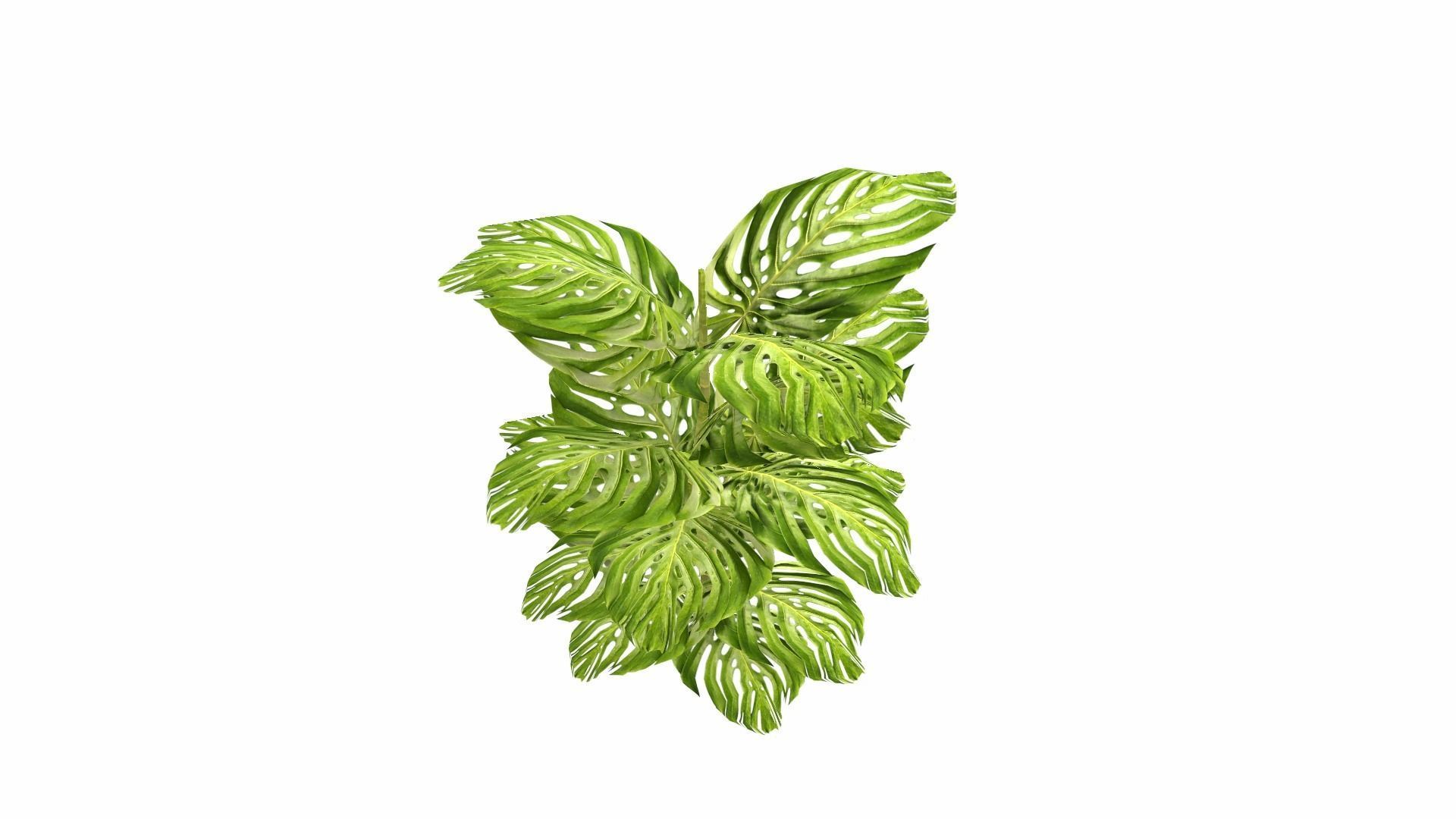 Tropical Plants Low-poly 3D model_16