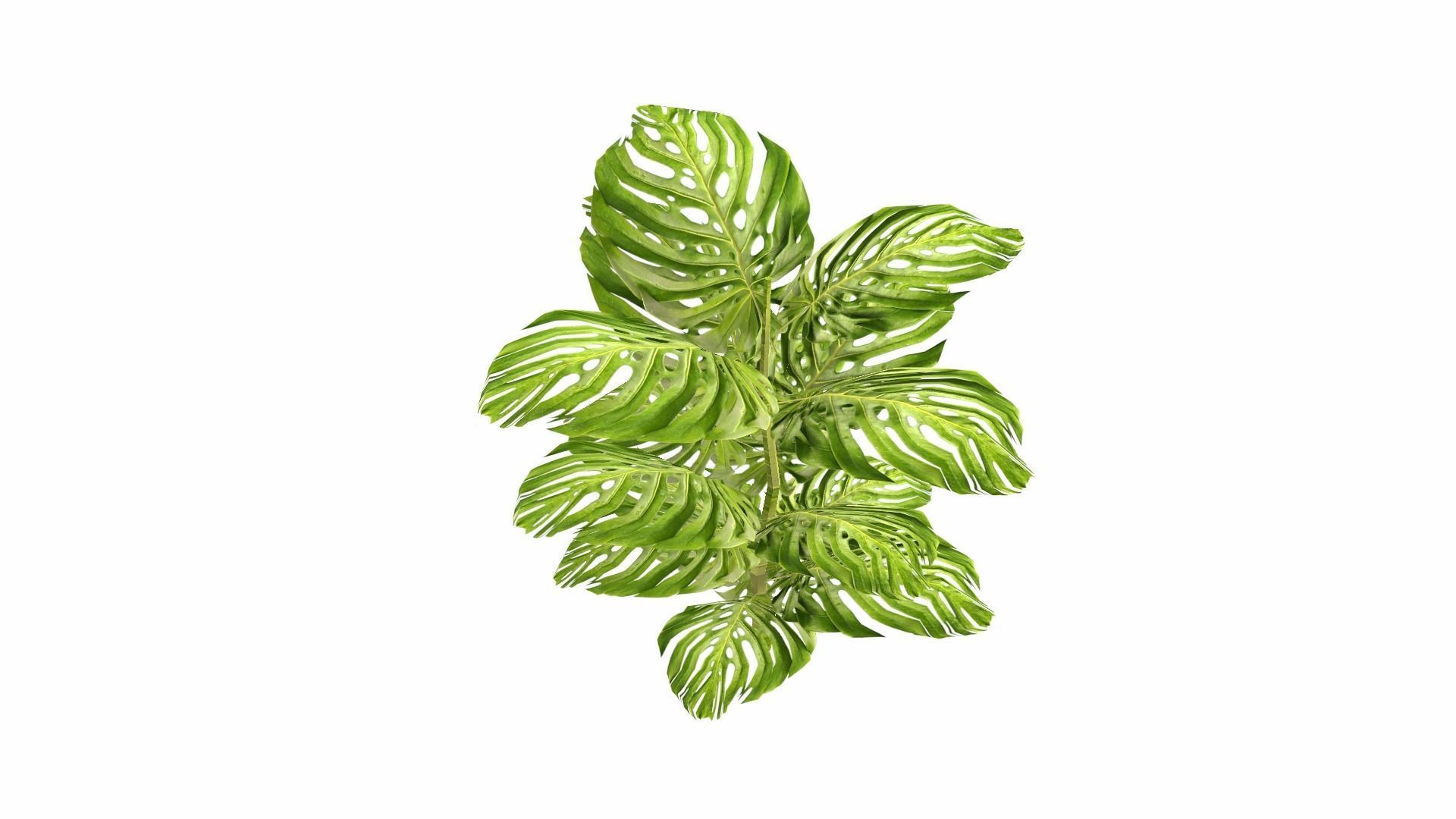 Tropical Plants Low-poly 3D model_6