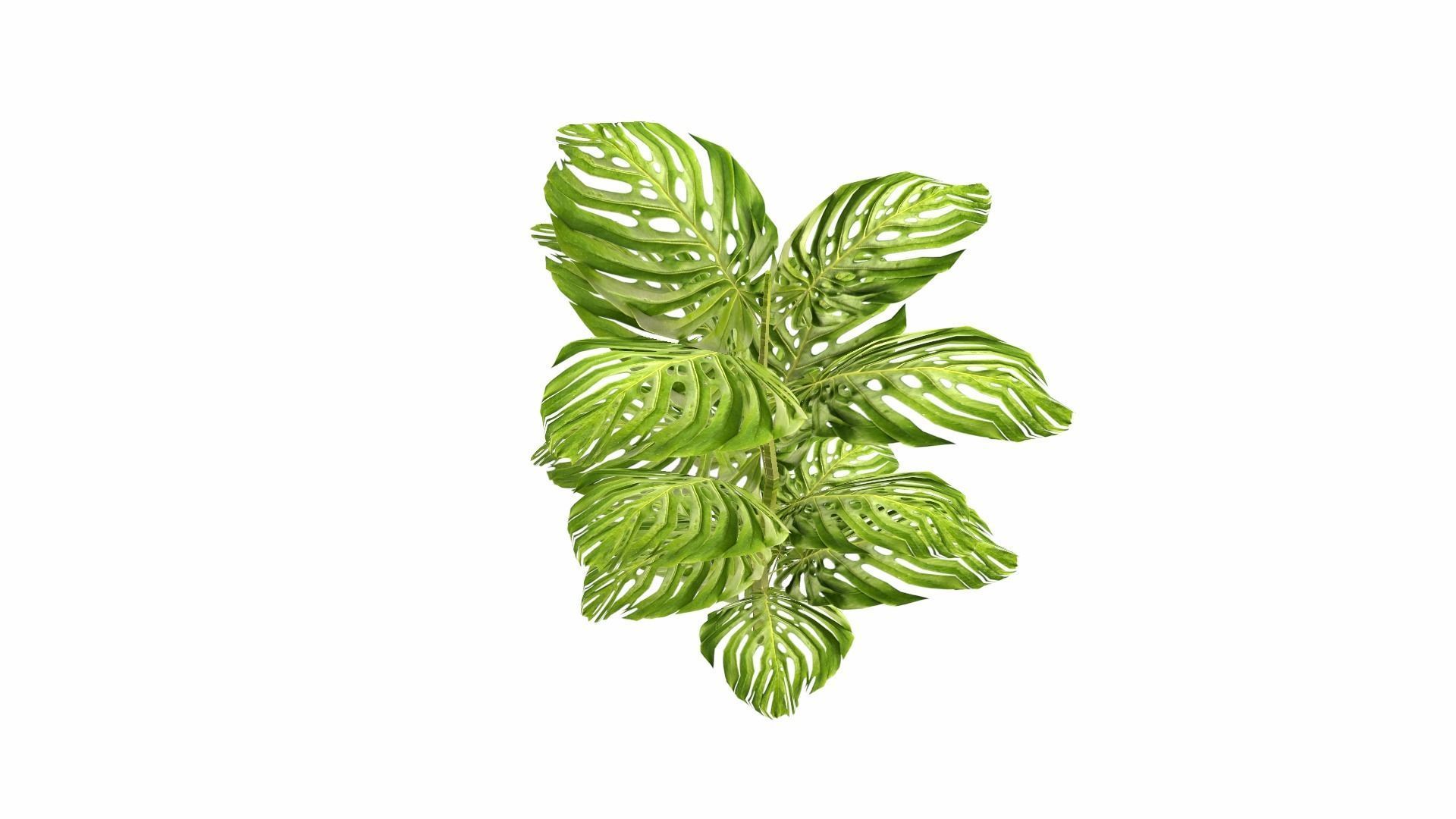 Tropical Plants Low-poly 3D model_7