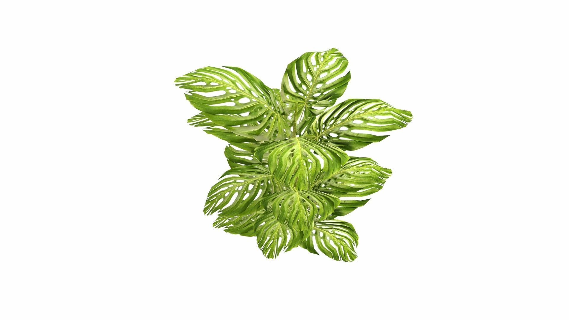 Tropical Plants Low-poly 3D model_9