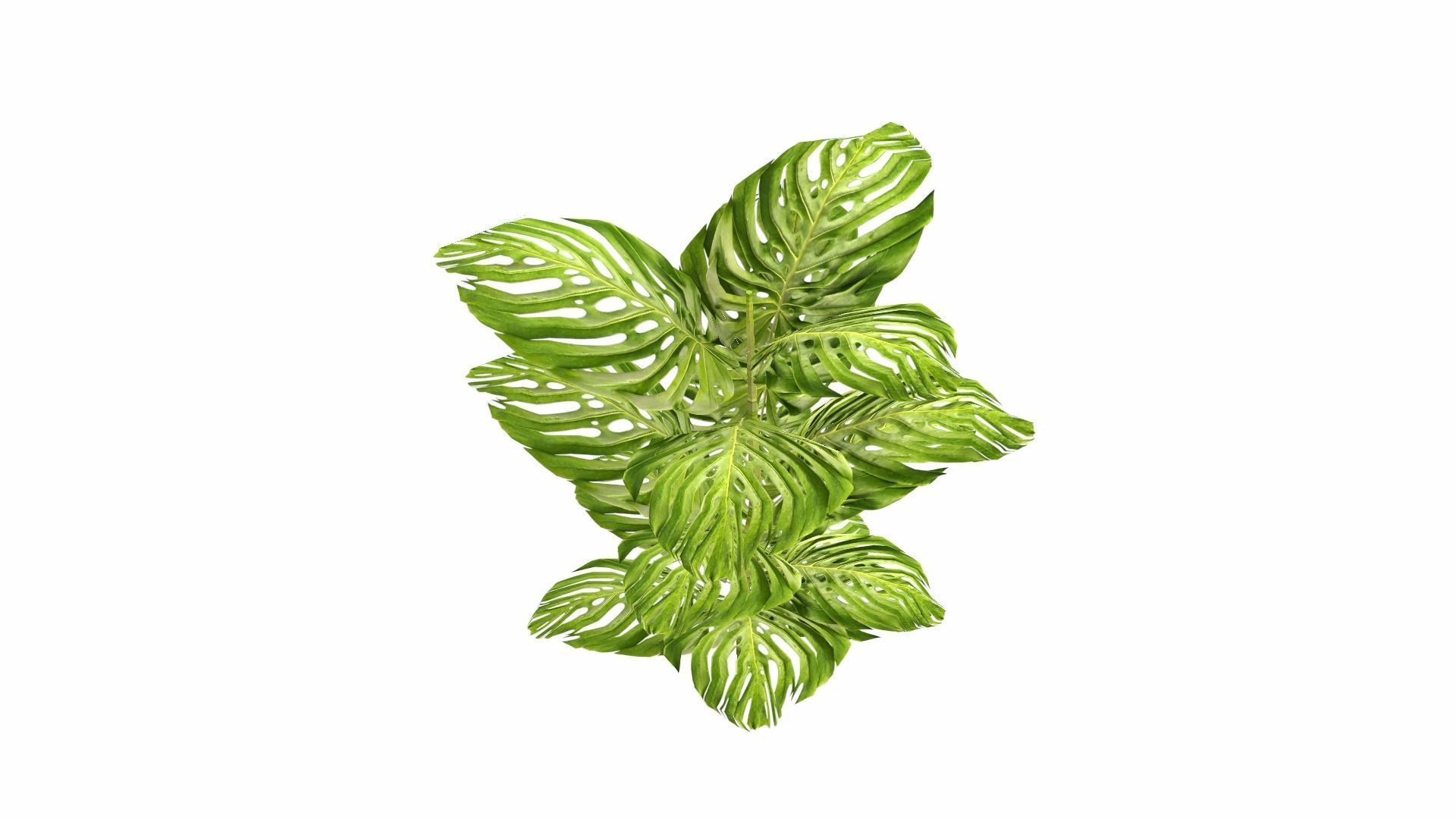 Tropical Plants Low-poly 3D model_23