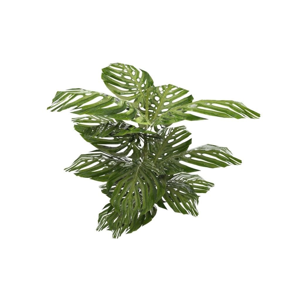 Tropical Plants Low-poly 3D model_3