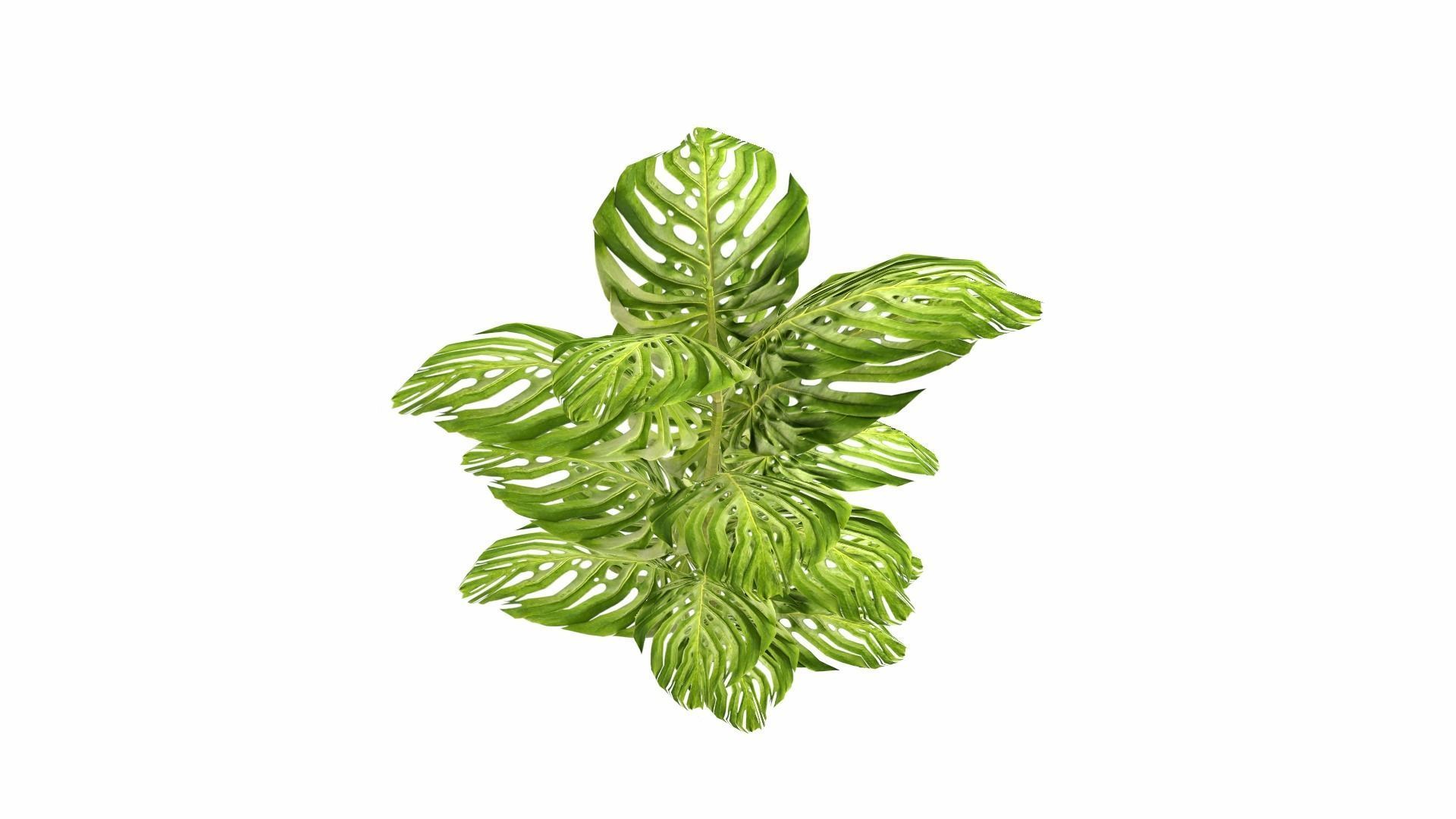 Tropical Plants Low-poly 3D model_19