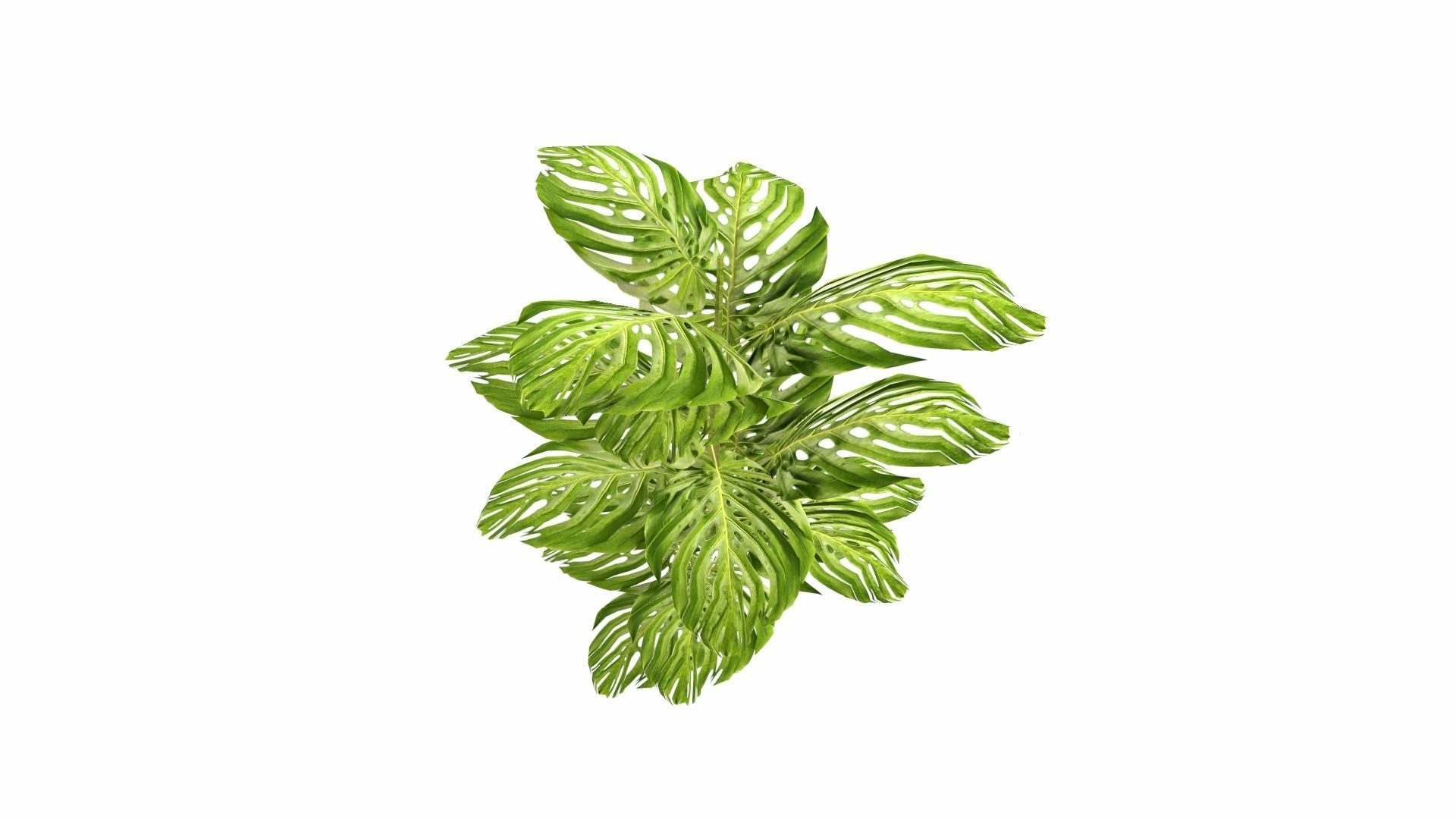 Tropical Plants Low-poly 3D model_13