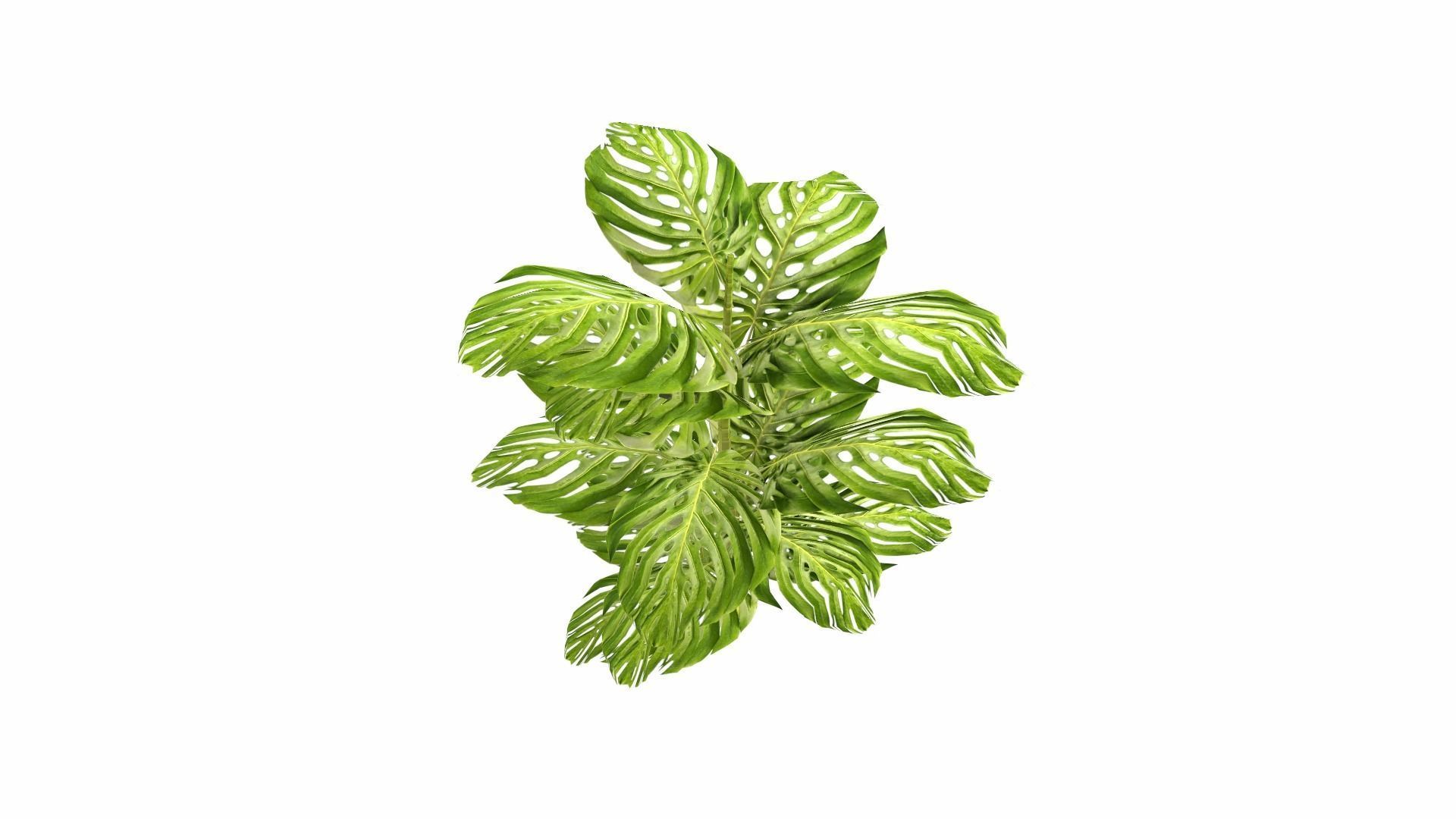 Tropical Plants Low-poly 3D model_12