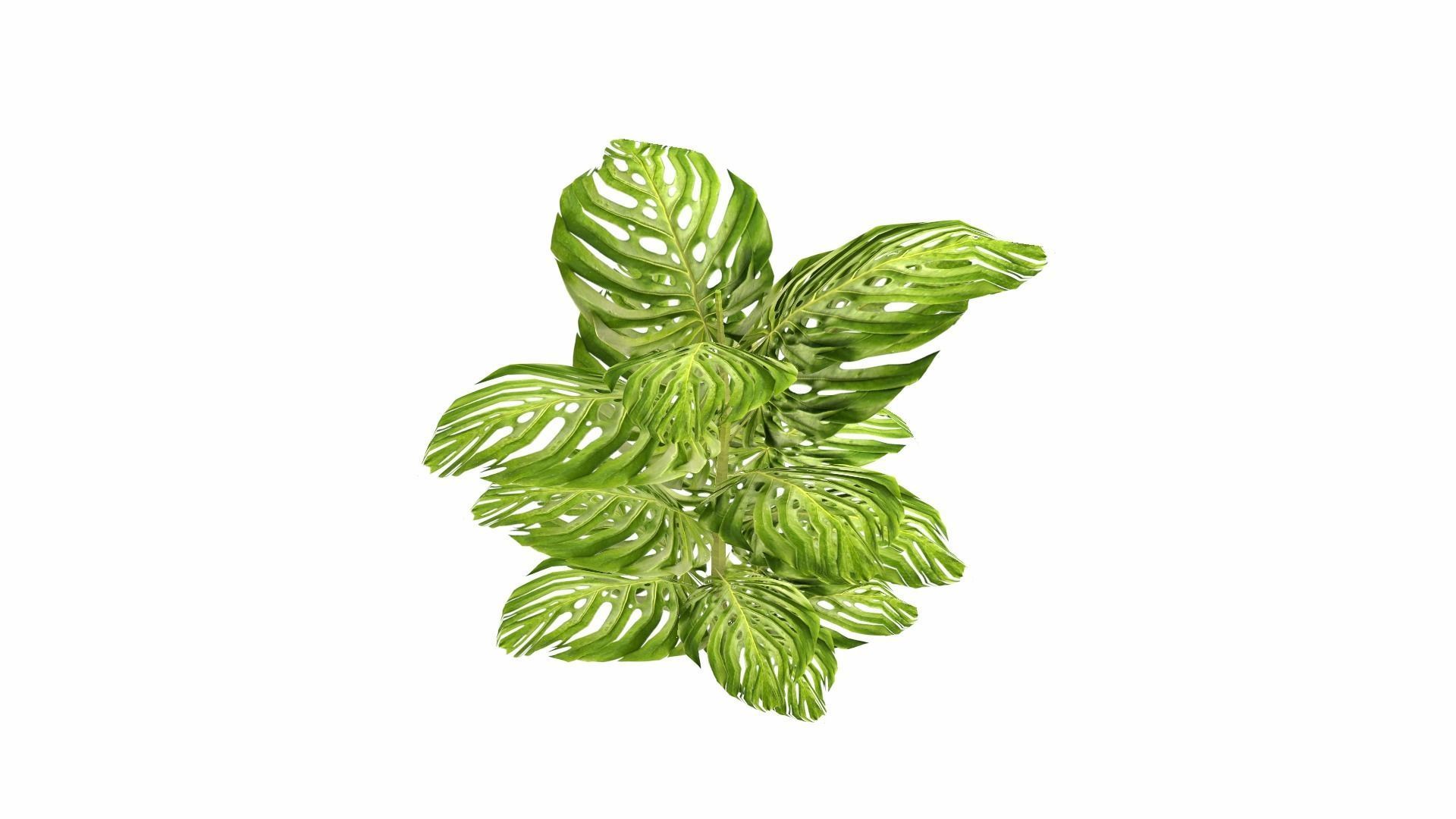 Tropical Plants Low-poly 3D model_20