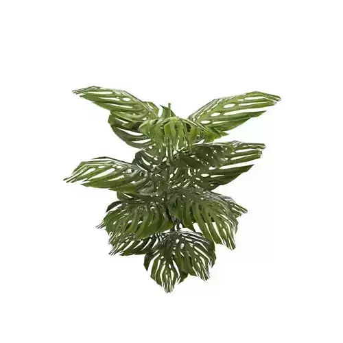 Tropical Plants Low-poly 3D model