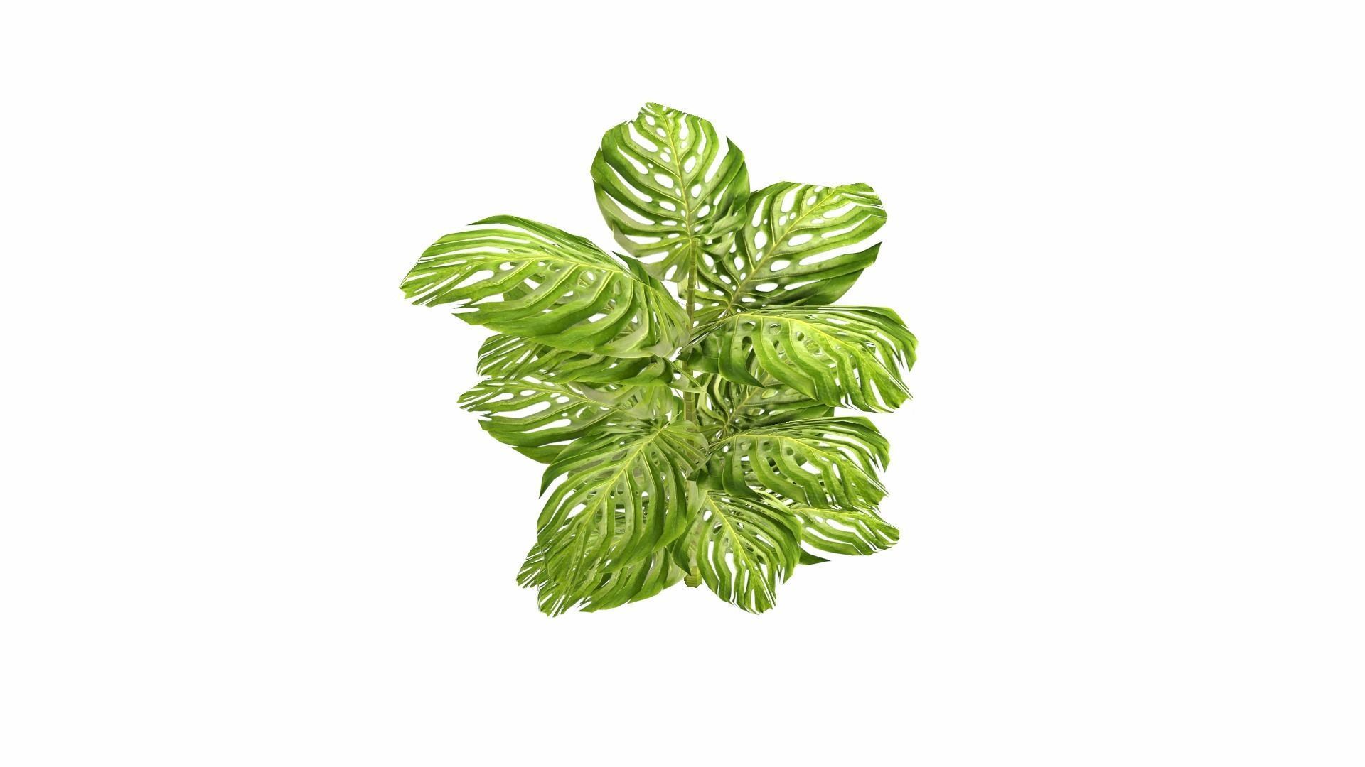 Tropical Plants Low-poly 3D model_11