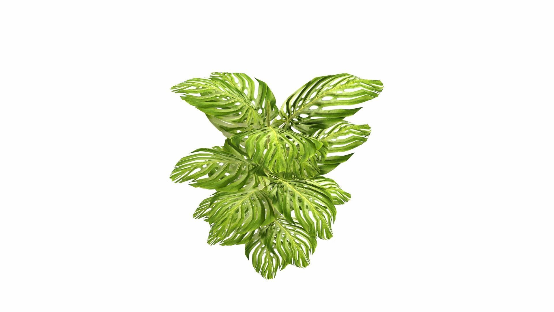 Tropical Plants Low-poly 3D model_15