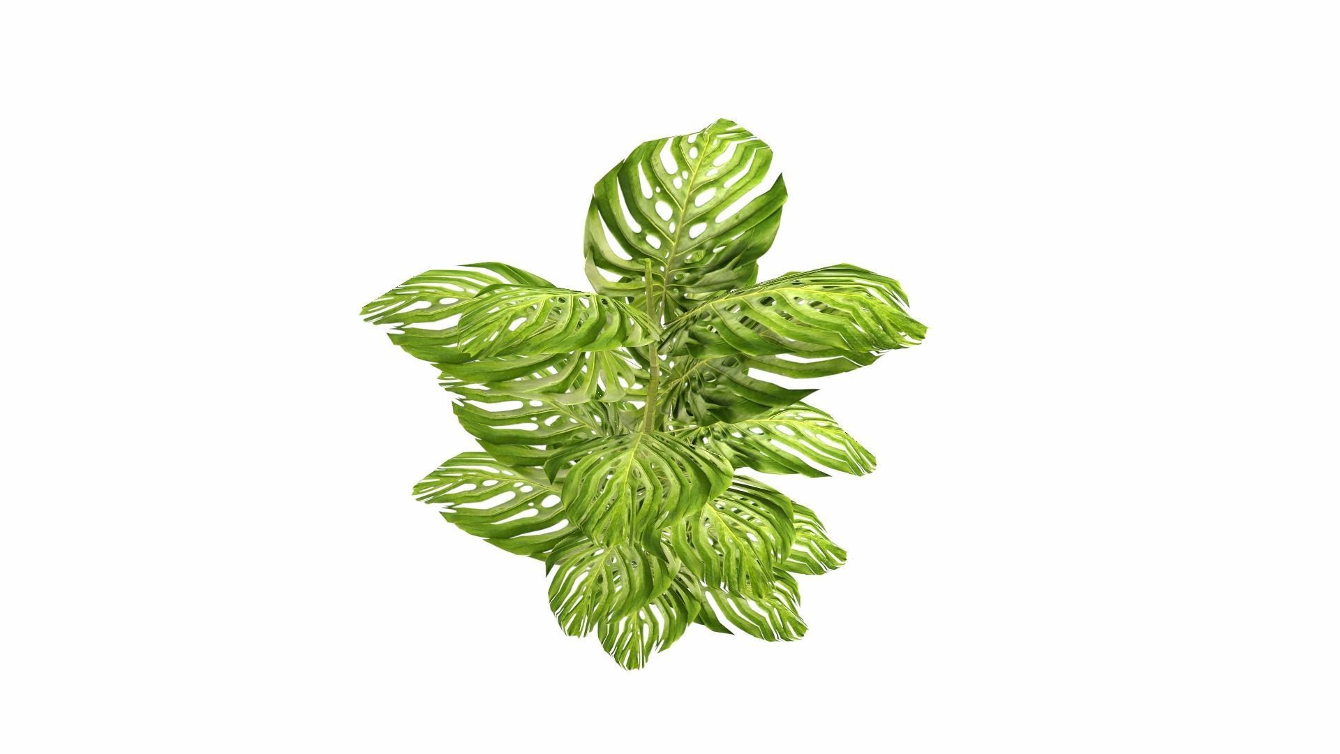 Tropical Plants Low-poly 3D model_18