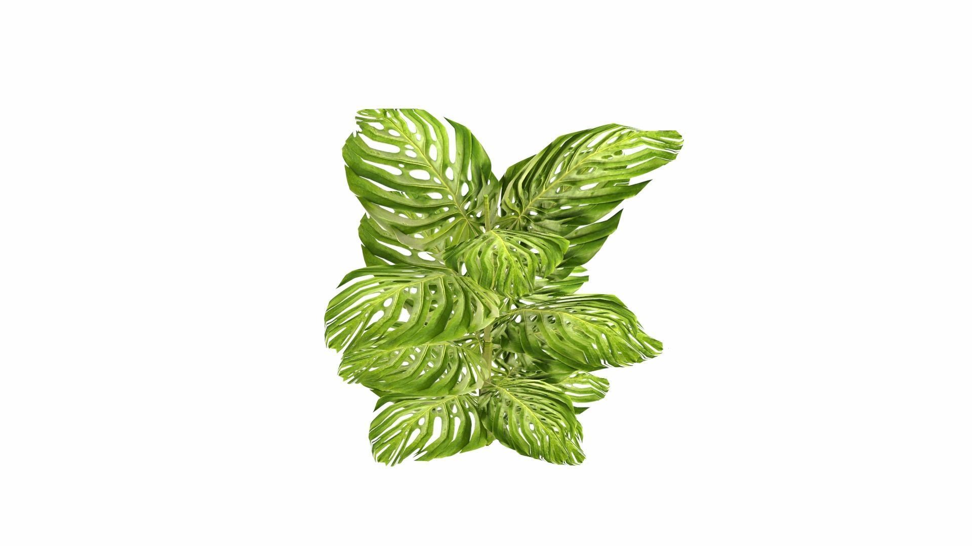 Tropical Plants Low-poly 3D model_21