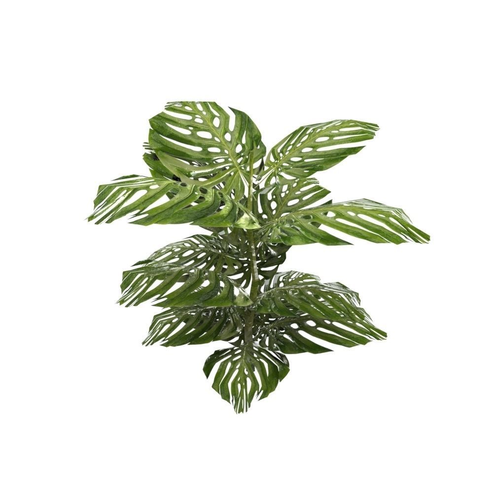 Tropical Plants Low-poly 3D model_2
