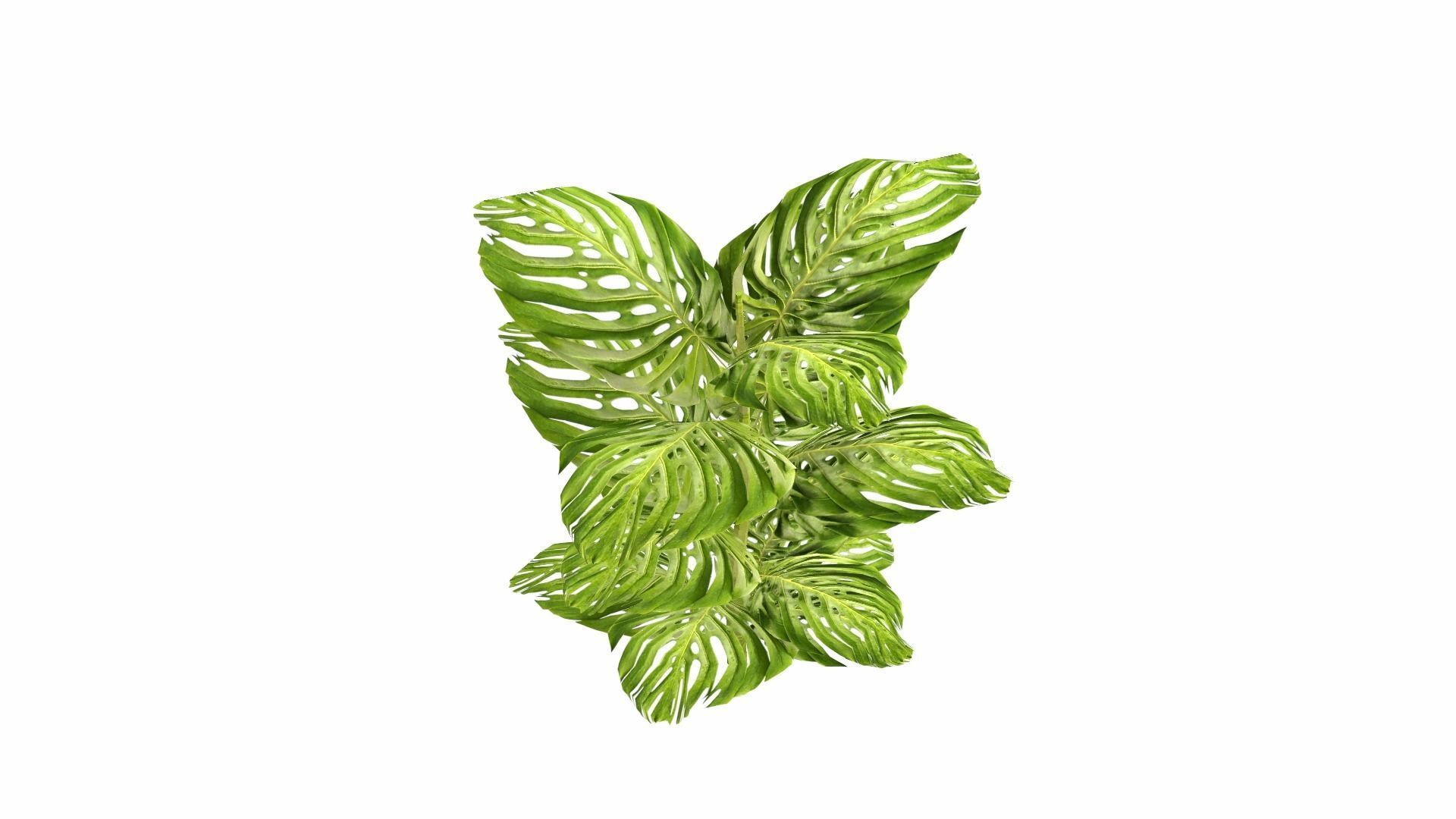 Tropical Plants Low-poly 3D model_22