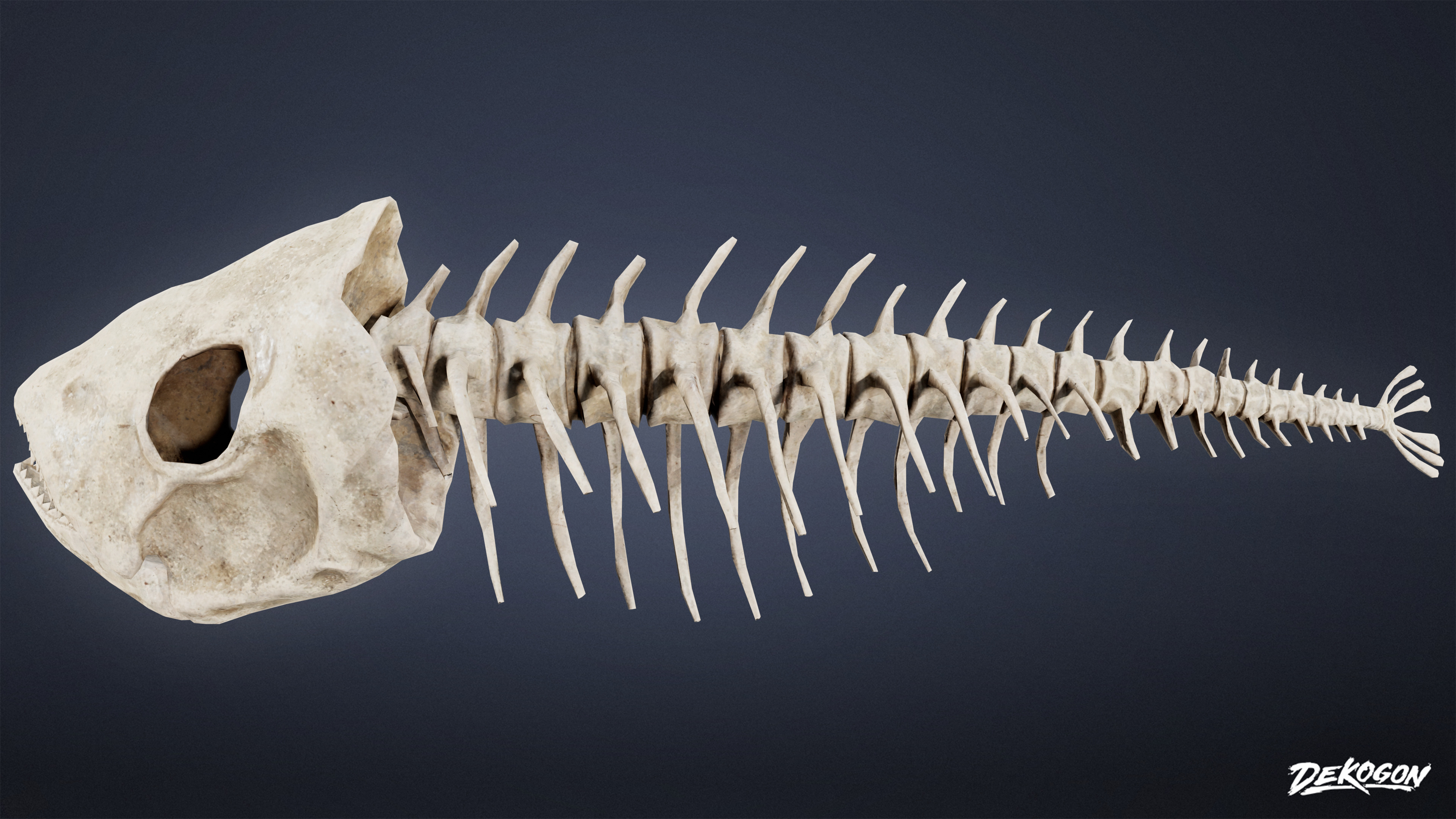 BONES - Bone Set 02 - LOW POLY Low-poly 3D model_2