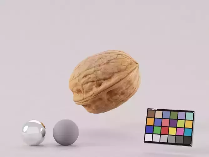 Walnut 3D model