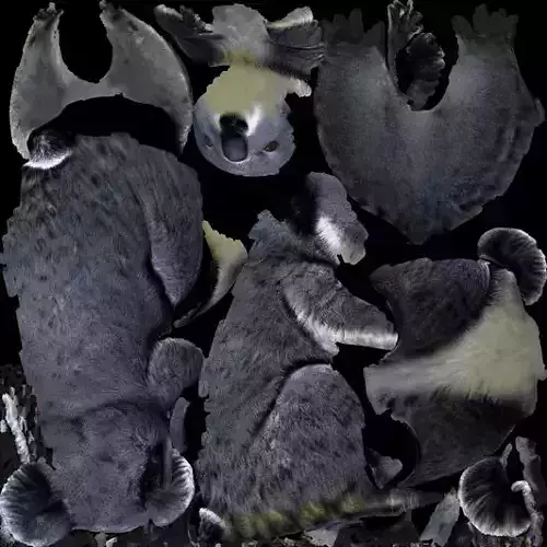 Koala with separate Nose and Eyes prim Free low-poly 3D model