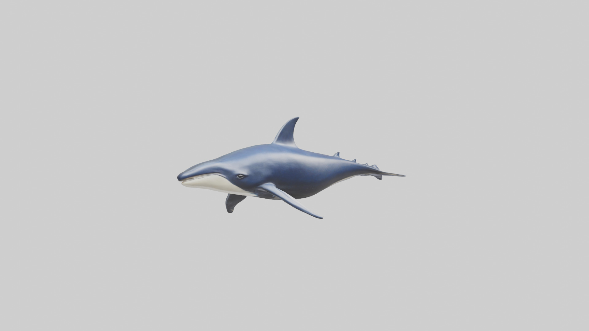 Minke Whale statue model 3D model_11
