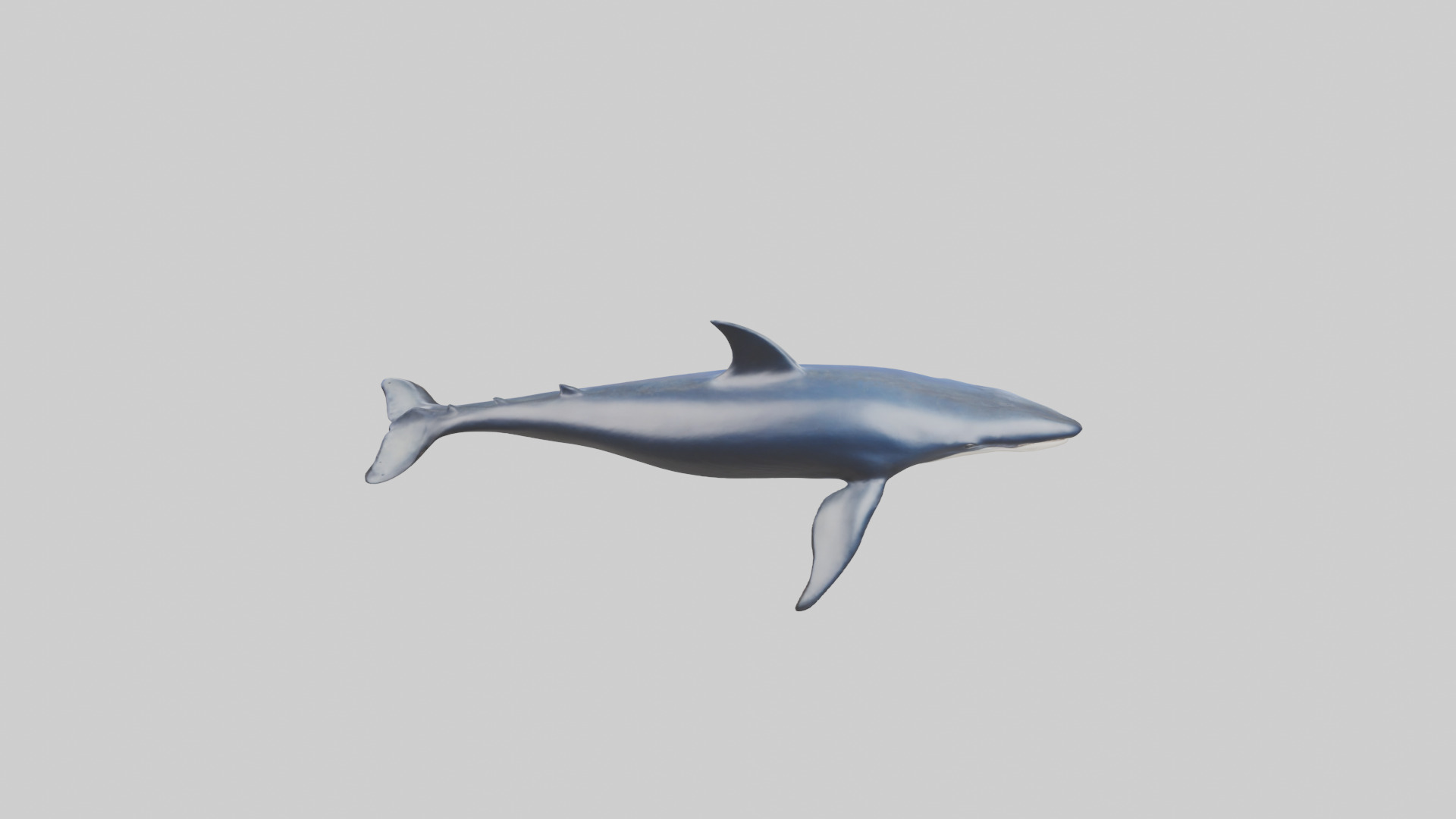 Minke Whale statue model 3D model_15