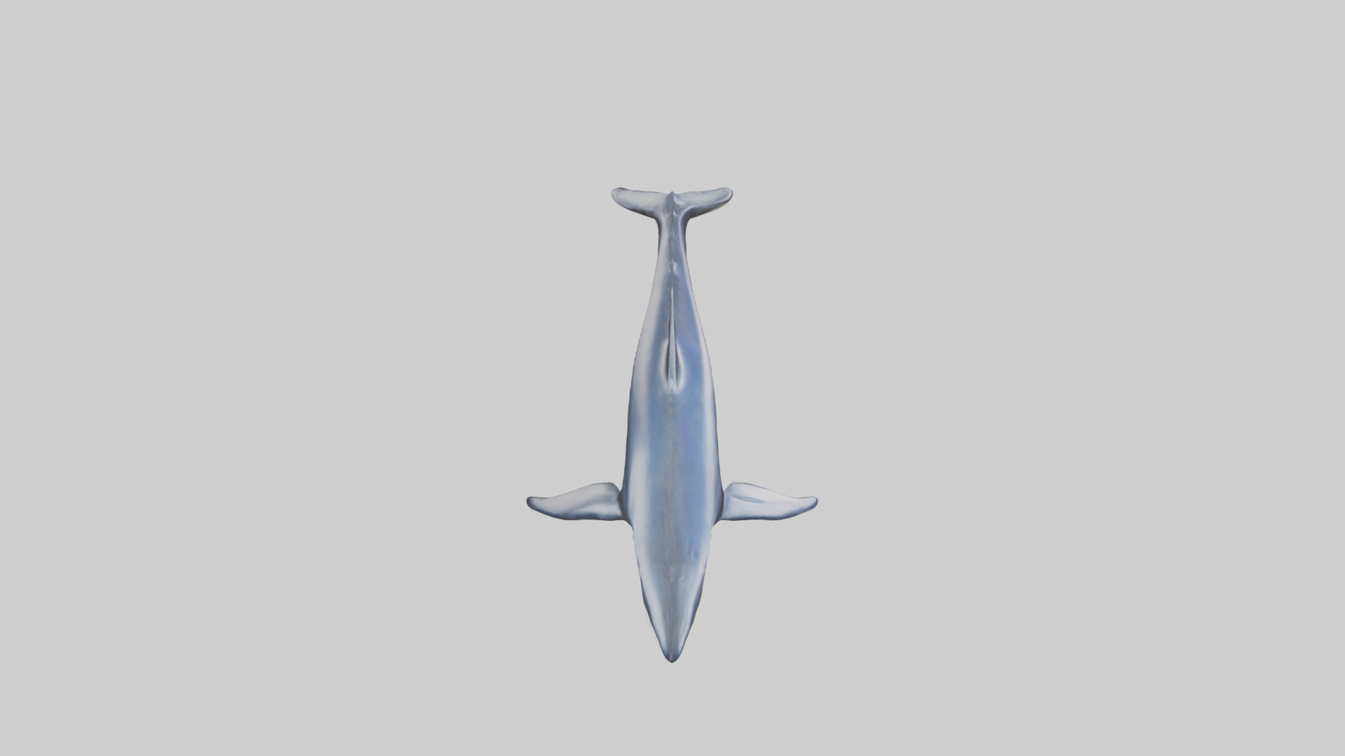 Minke Whale statue model 3D model_18