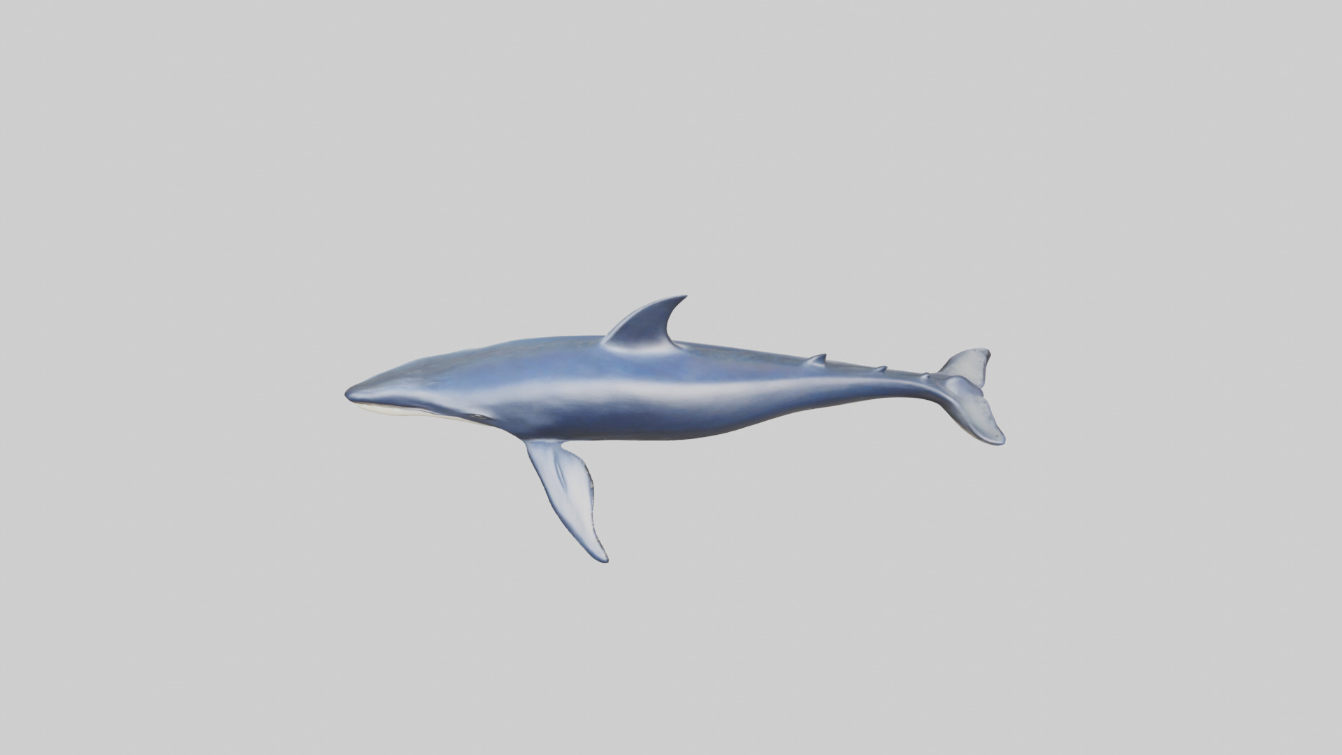 Minke Whale statue model 3D model_16