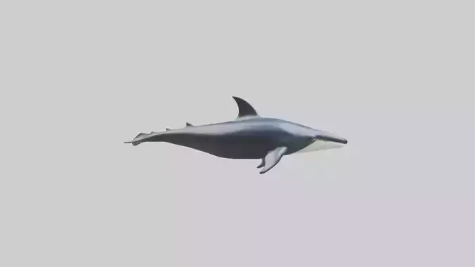 Minke Whale statue model