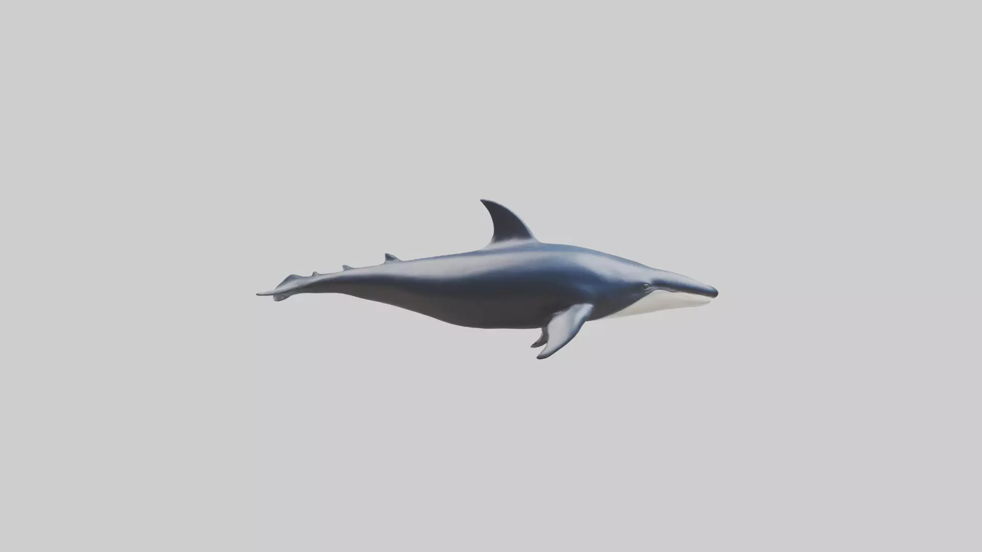 Minke Whale statue model 3D model_0