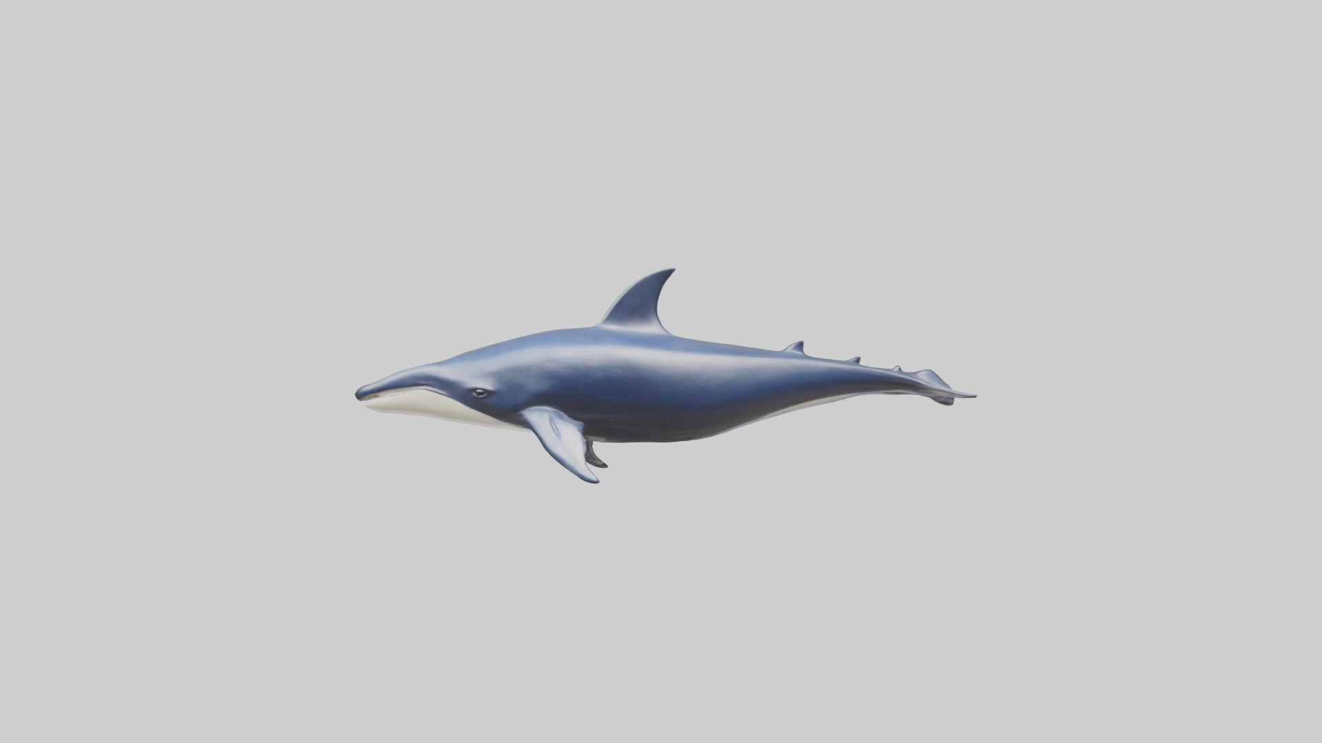 Minke Whale statue model 3D model_9
