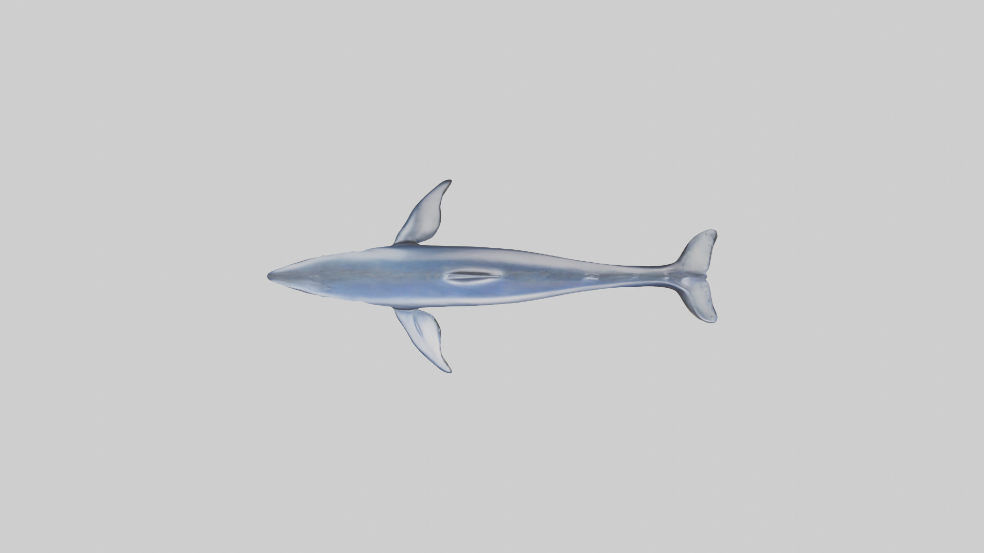 Minke Whale statue model 3D model_14