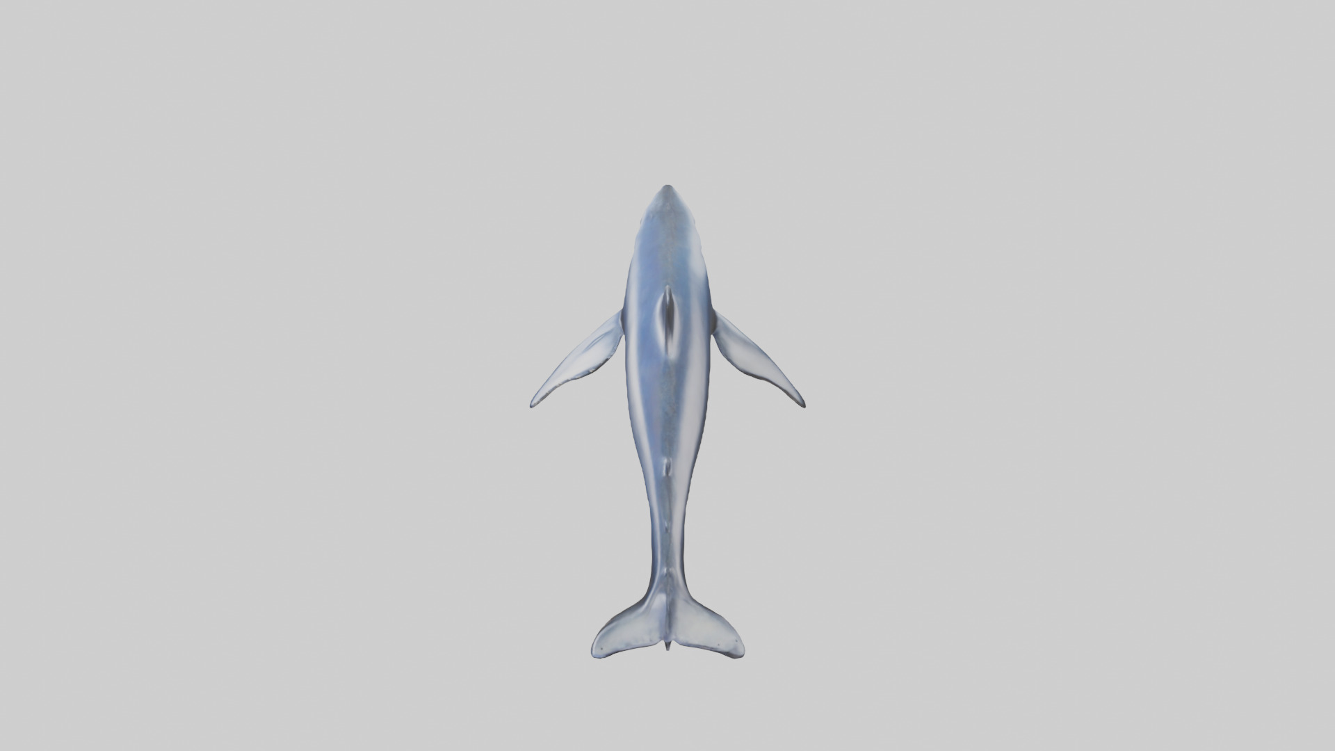 Minke Whale statue model 3D model_17