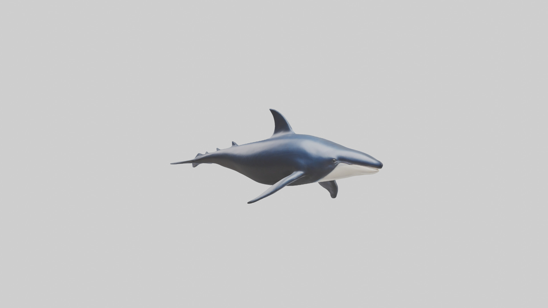 Minke Whale statue model 3D model_2