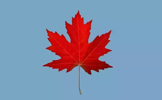 maple leaf Texture2