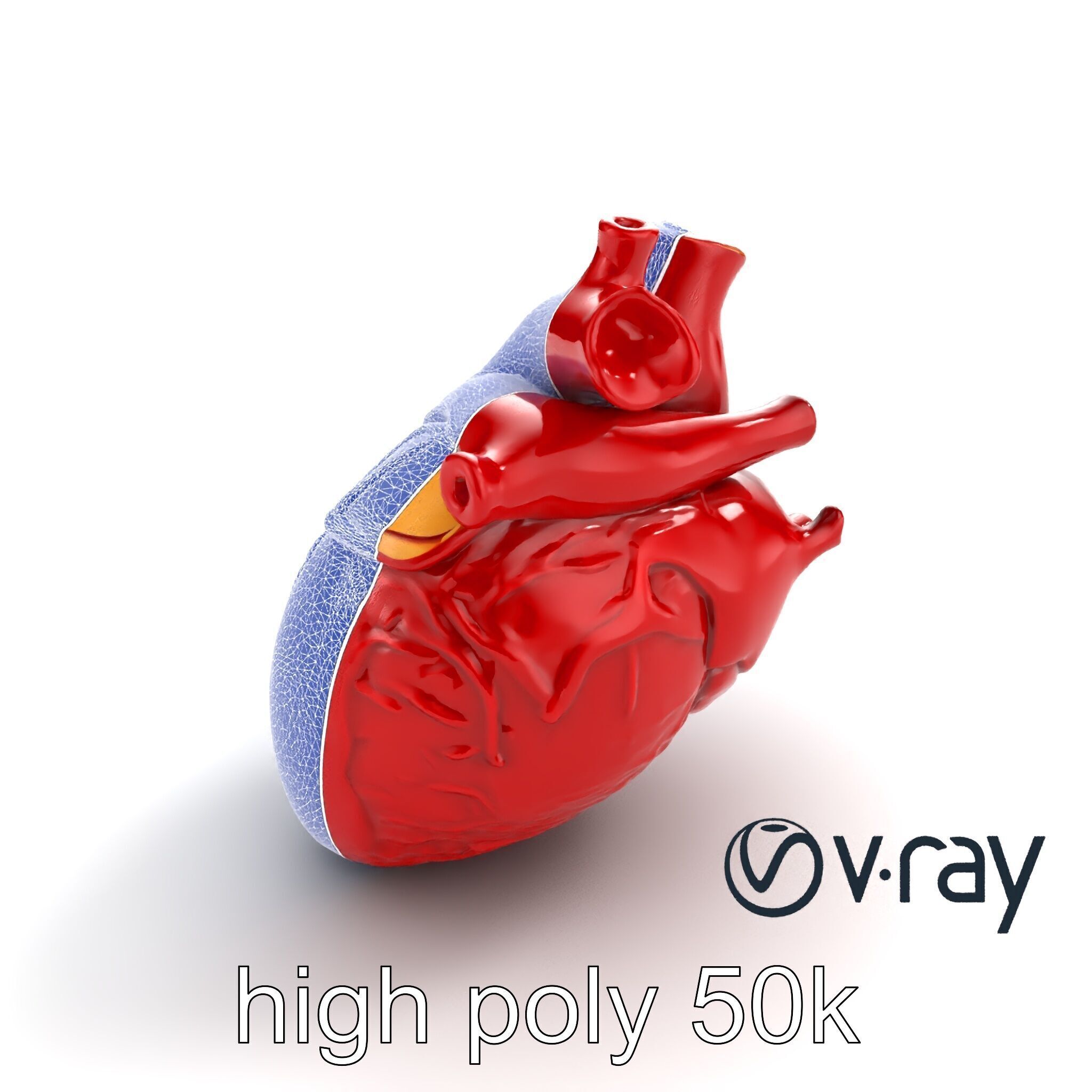 Detailed Heart Anatomy Model Pack Low-poly 3D model_13