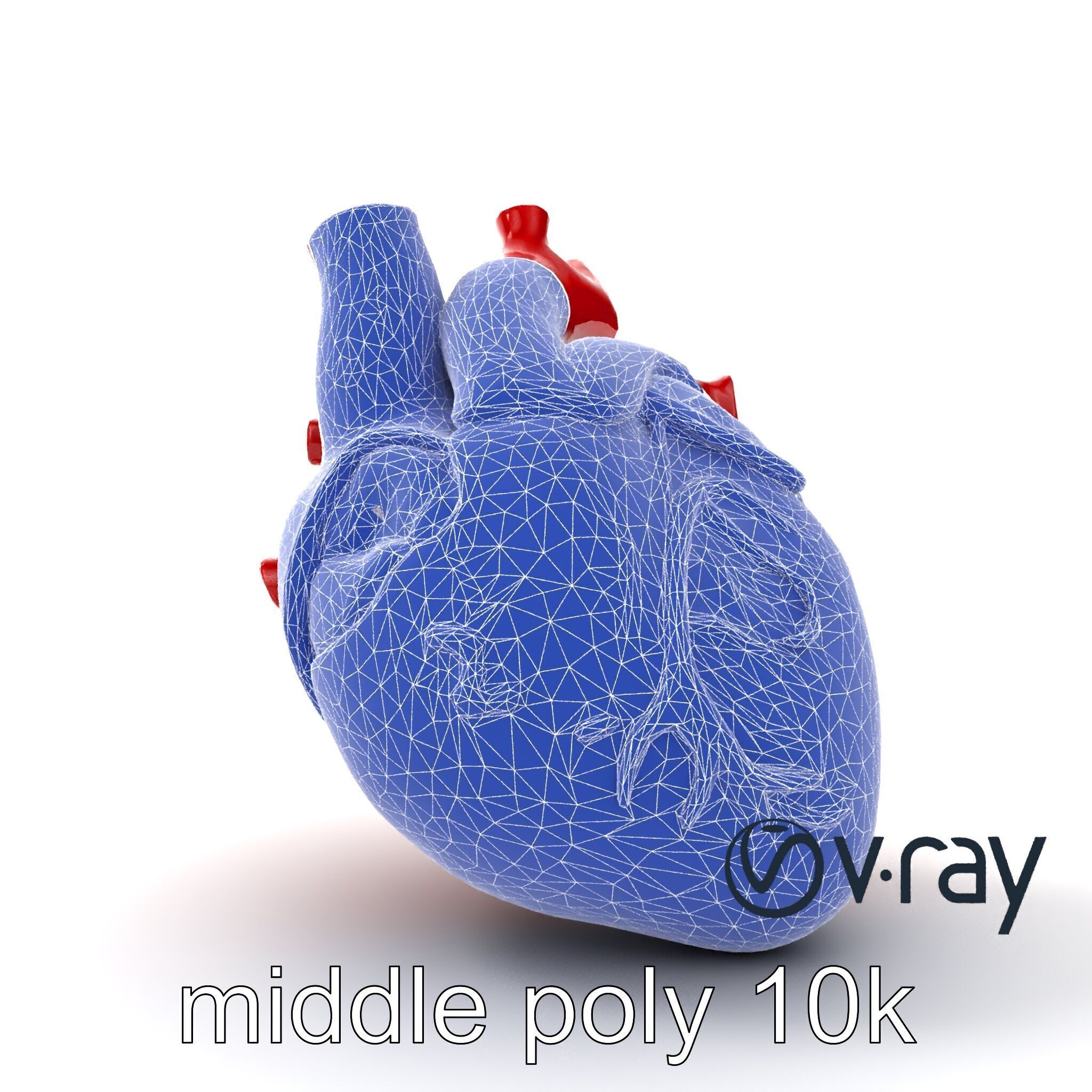 Detailed Heart Anatomy Model Pack Low-poly 3D model_28