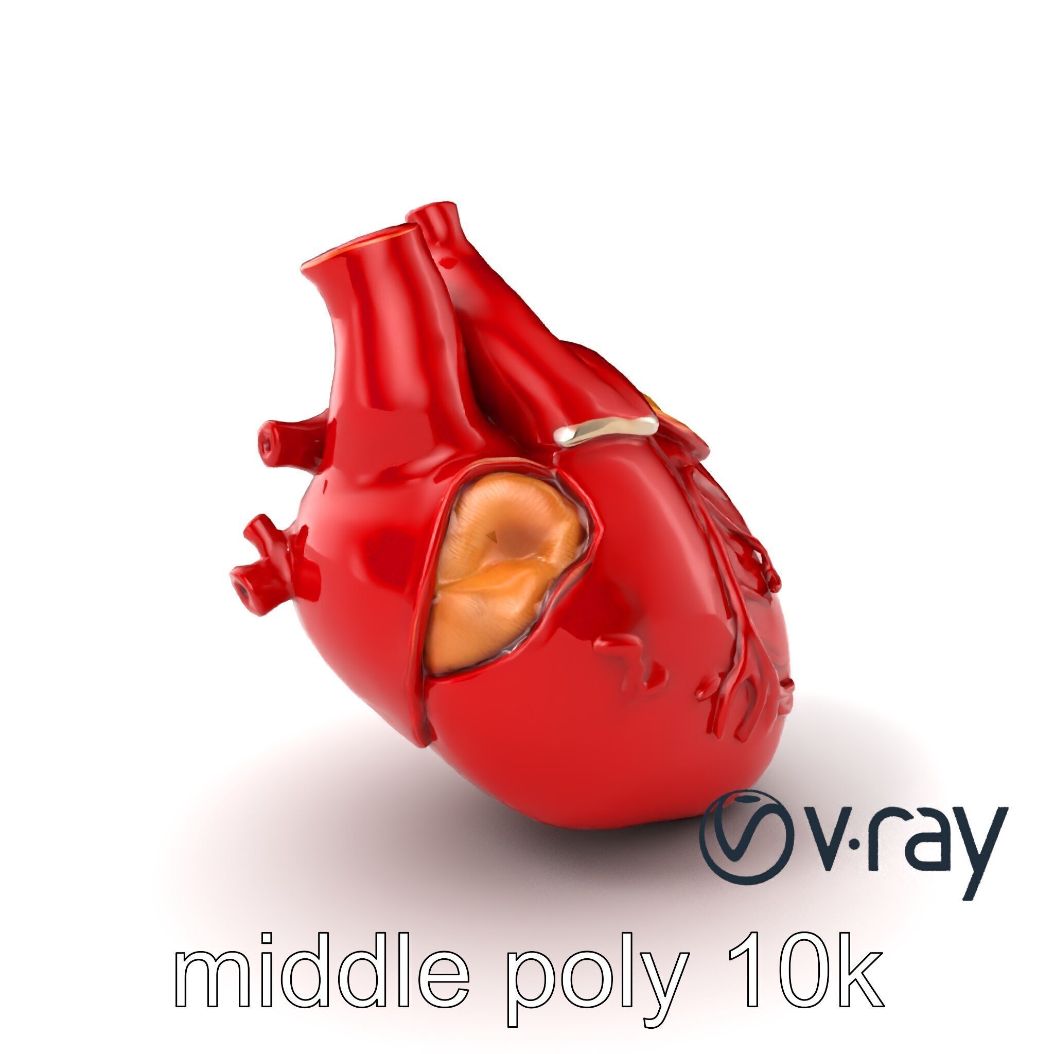 Detailed Heart Anatomy Model Pack Low-poly 3D model_3