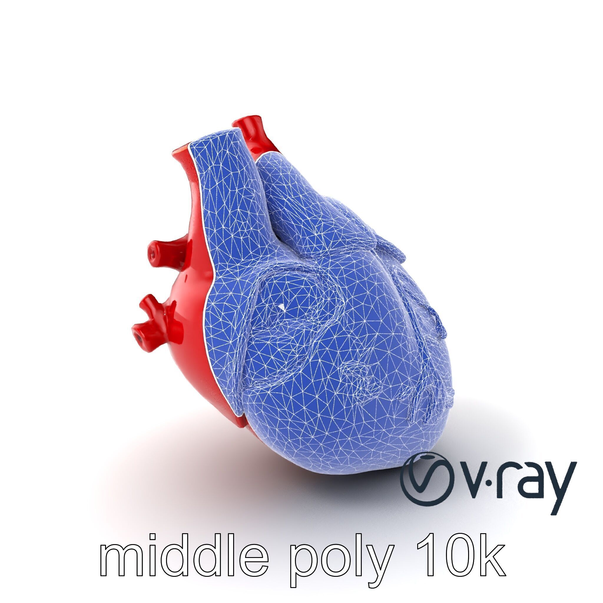 Detailed Heart Anatomy Model Pack Low-poly 3D model_31