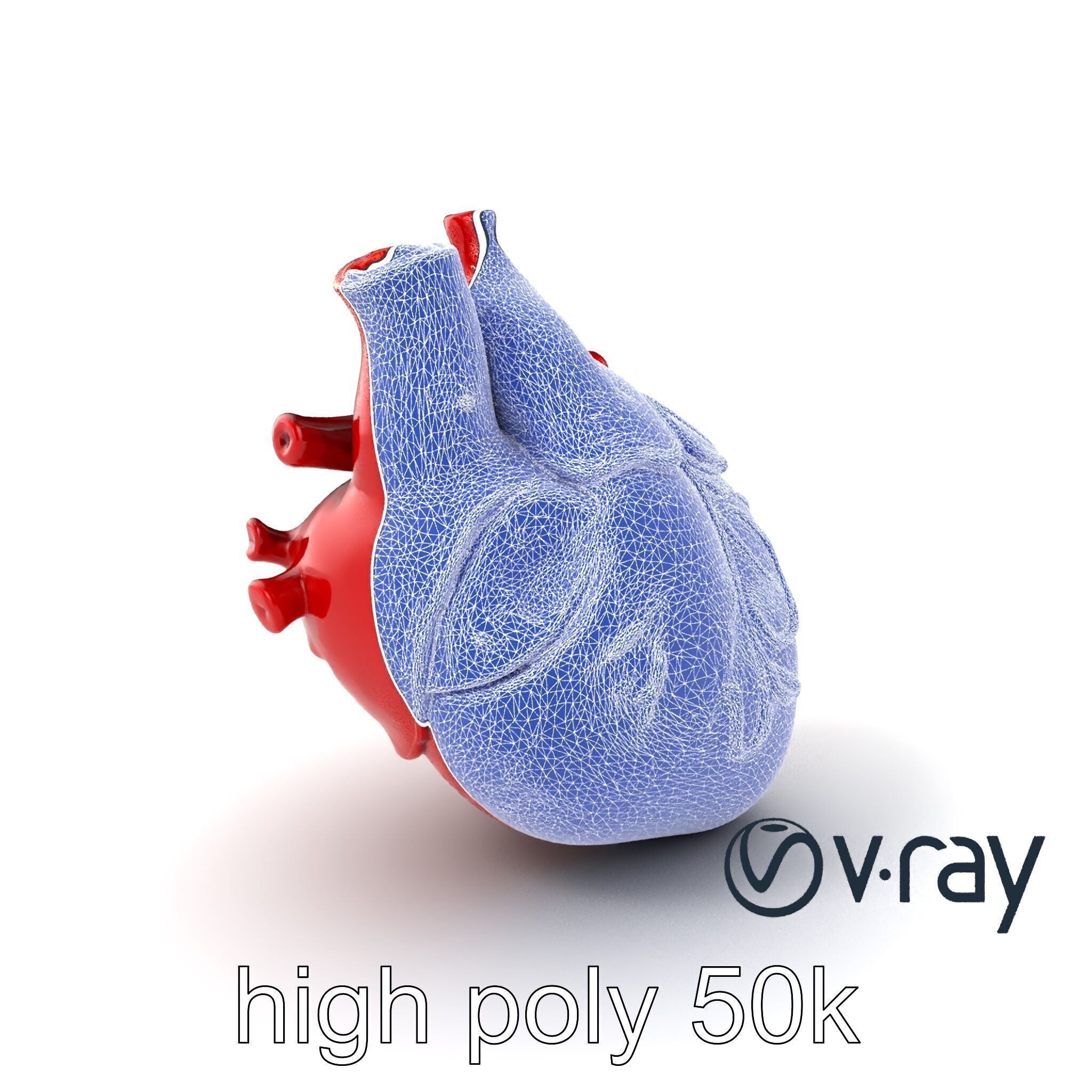 Detailed Heart Anatomy Model Pack Low-poly 3D model_8