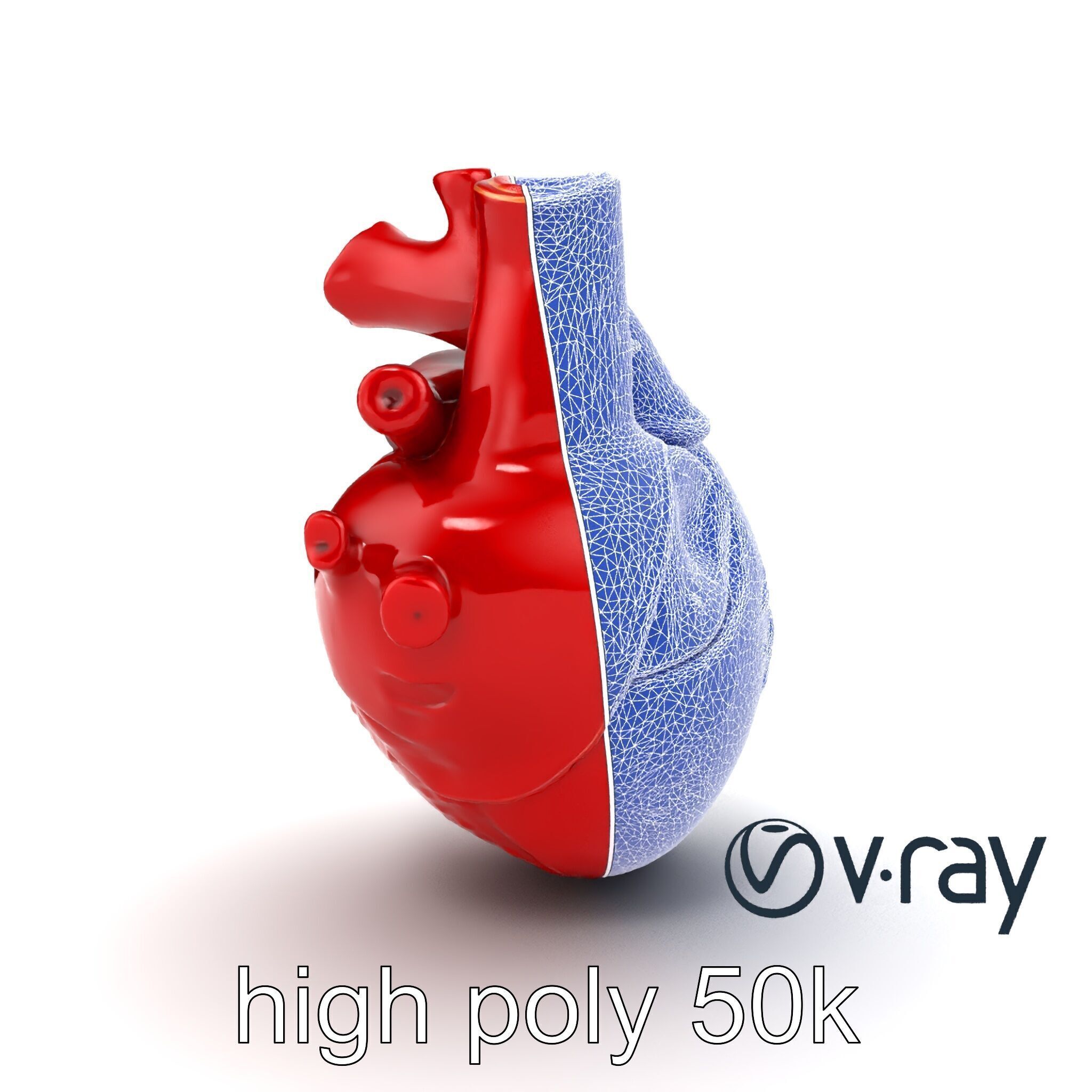 Detailed Heart Anatomy Model Pack Low-poly 3D model_19