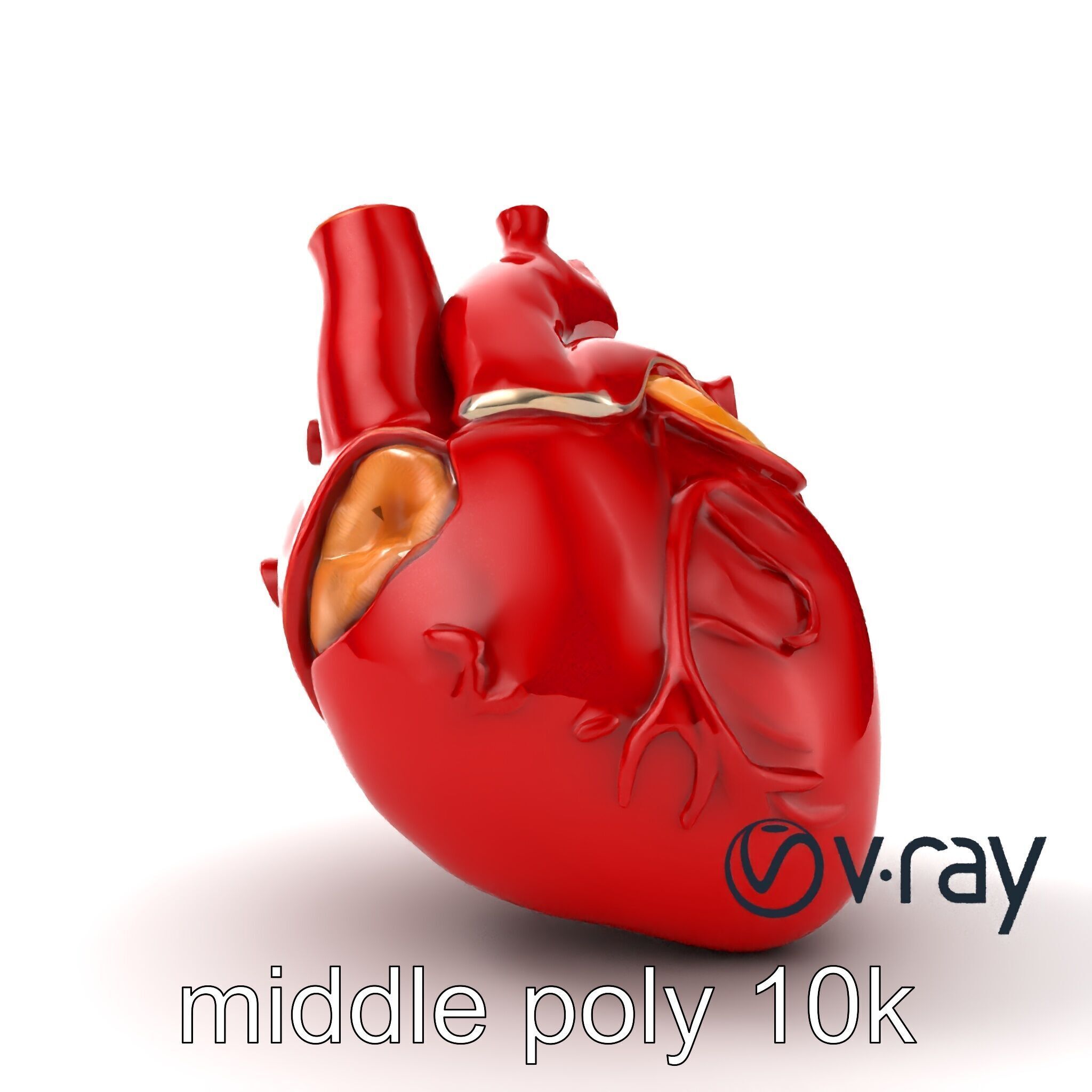 Detailed Heart Anatomy Model Pack Low-poly 3D model_20