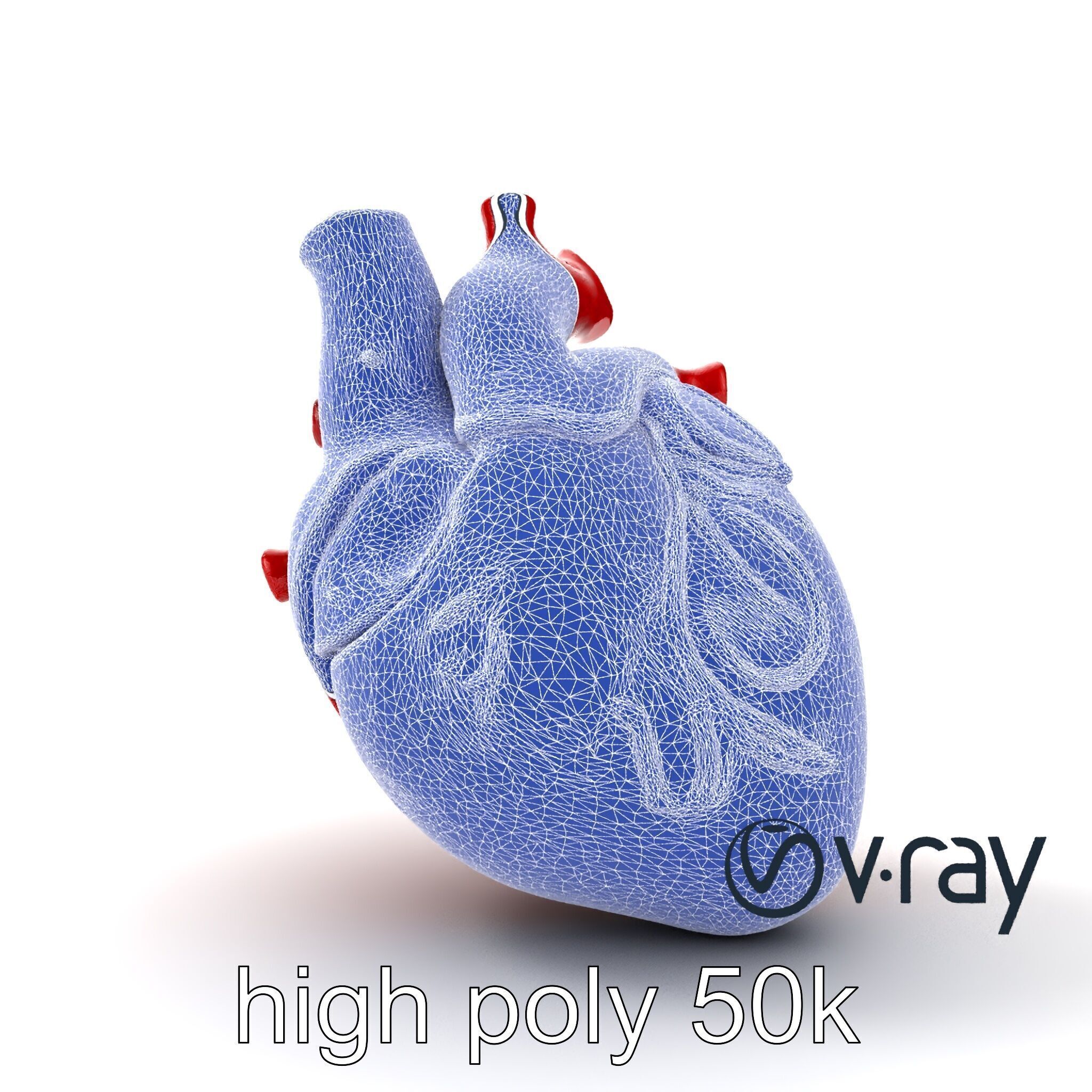 Detailed Heart Anatomy Model Pack Low-poly 3D model_26