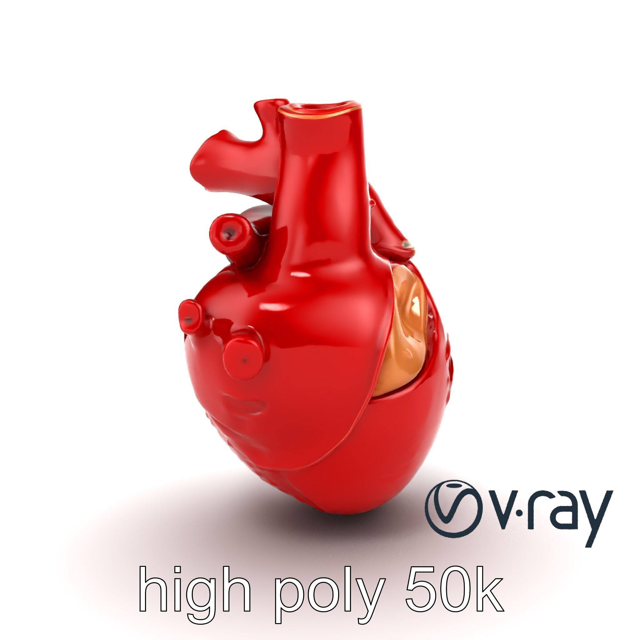 Detailed Heart Anatomy Model Pack Low-poly 3D model_16