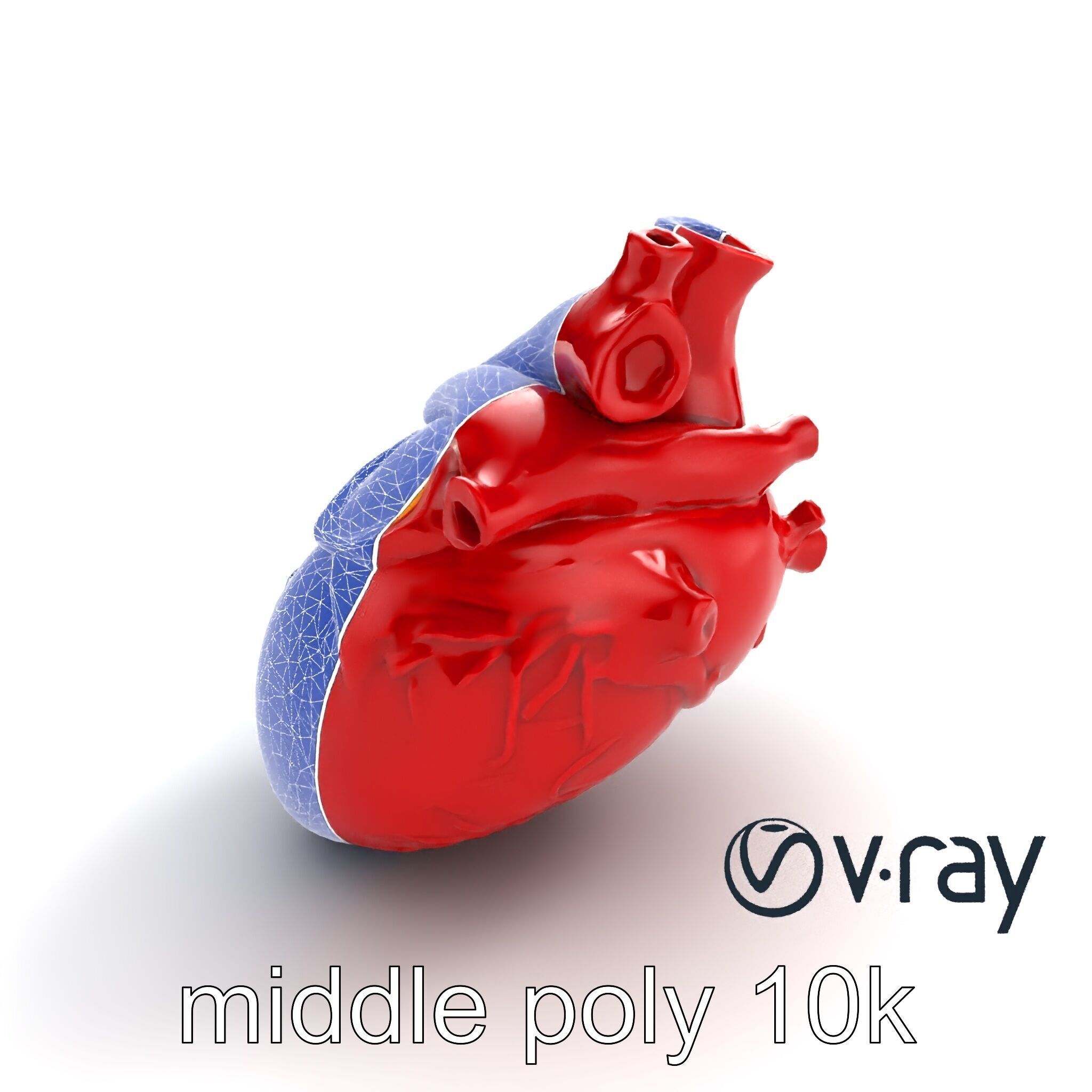 Detailed Heart Anatomy Model Pack Low-poly 3D model_23