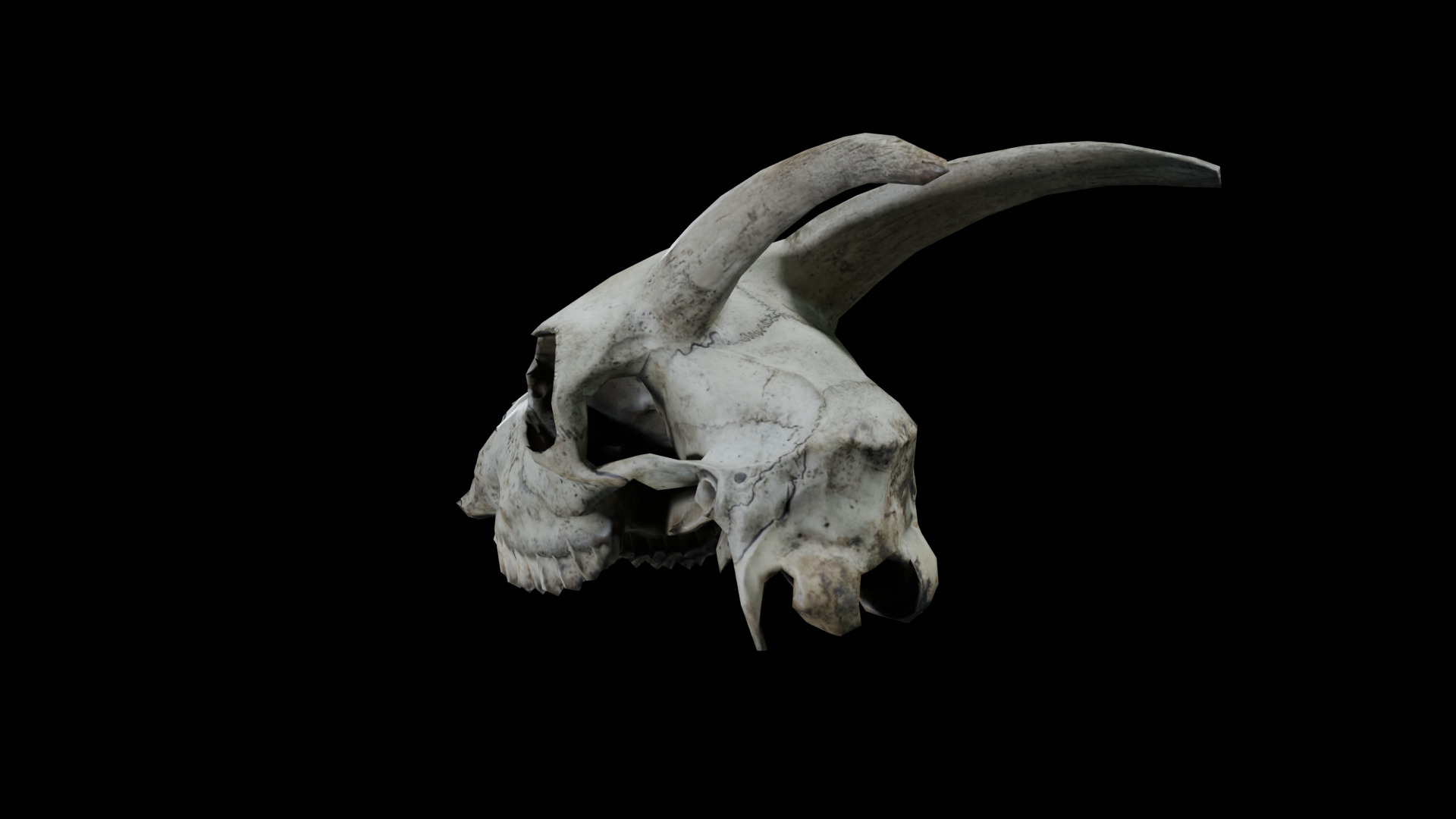 Goat Skull Low-poly 3D model_3