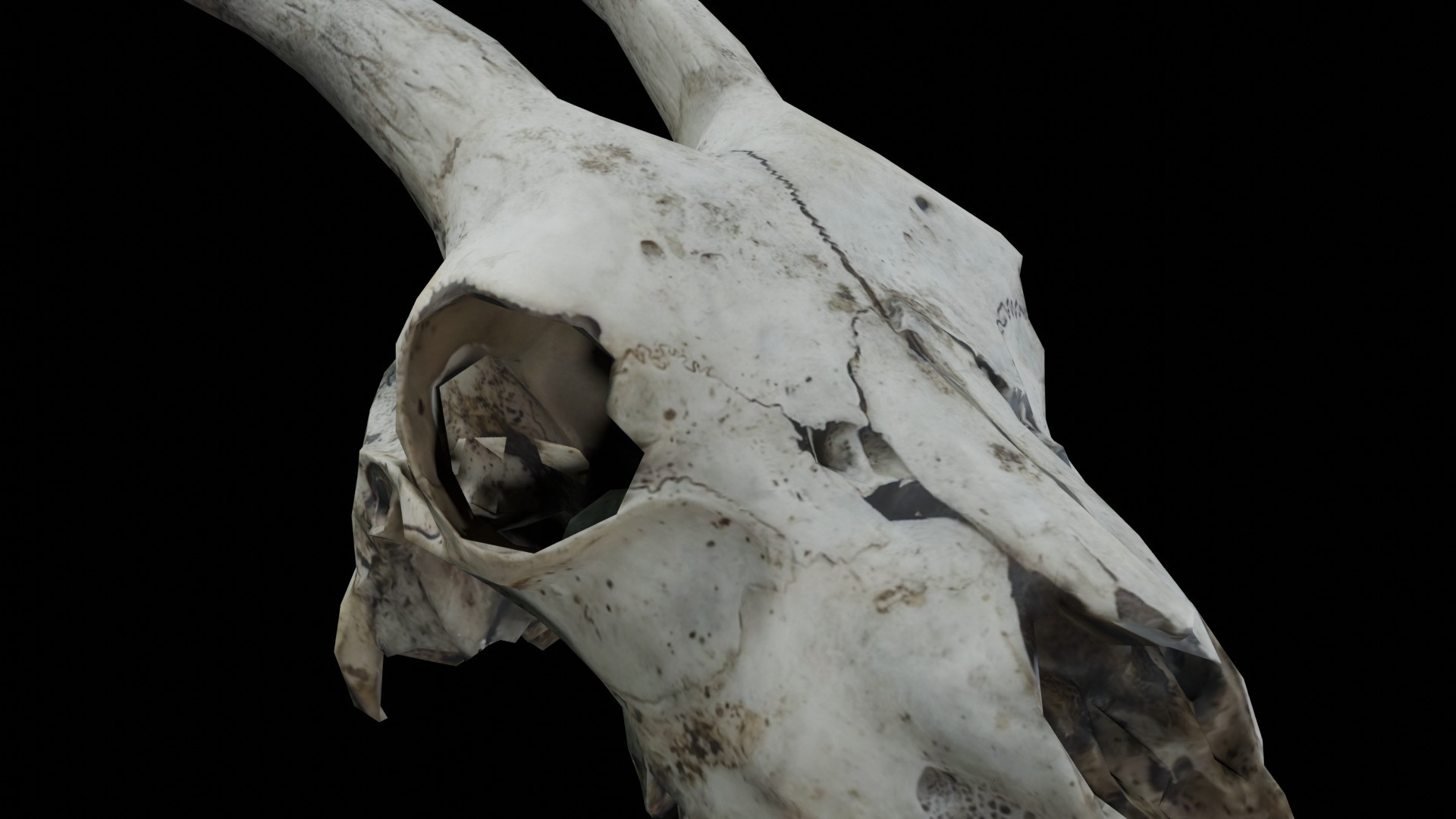 Goat Skull Low-poly 3D model_8