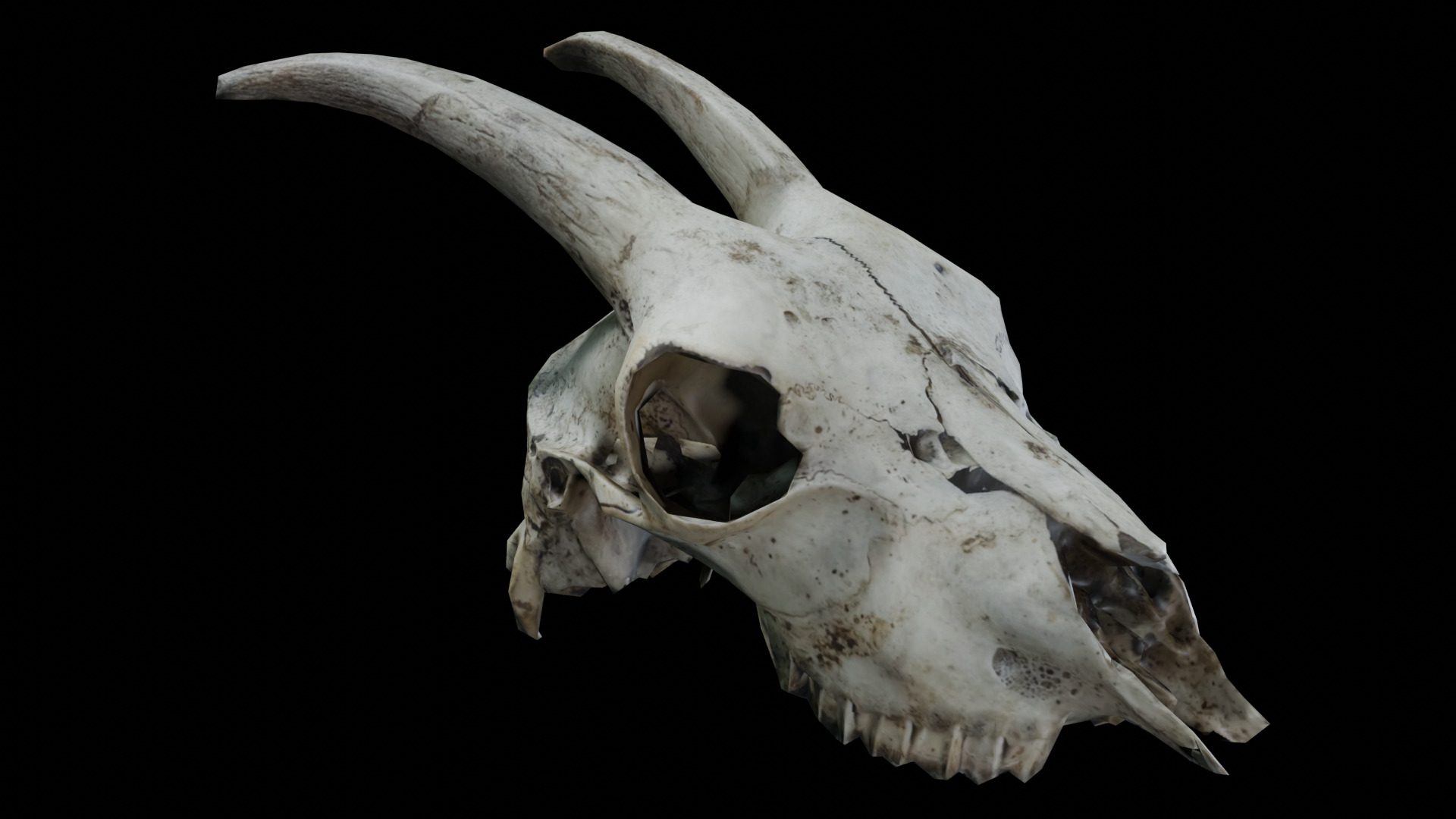 Goat Skull Low-poly 3D model_7