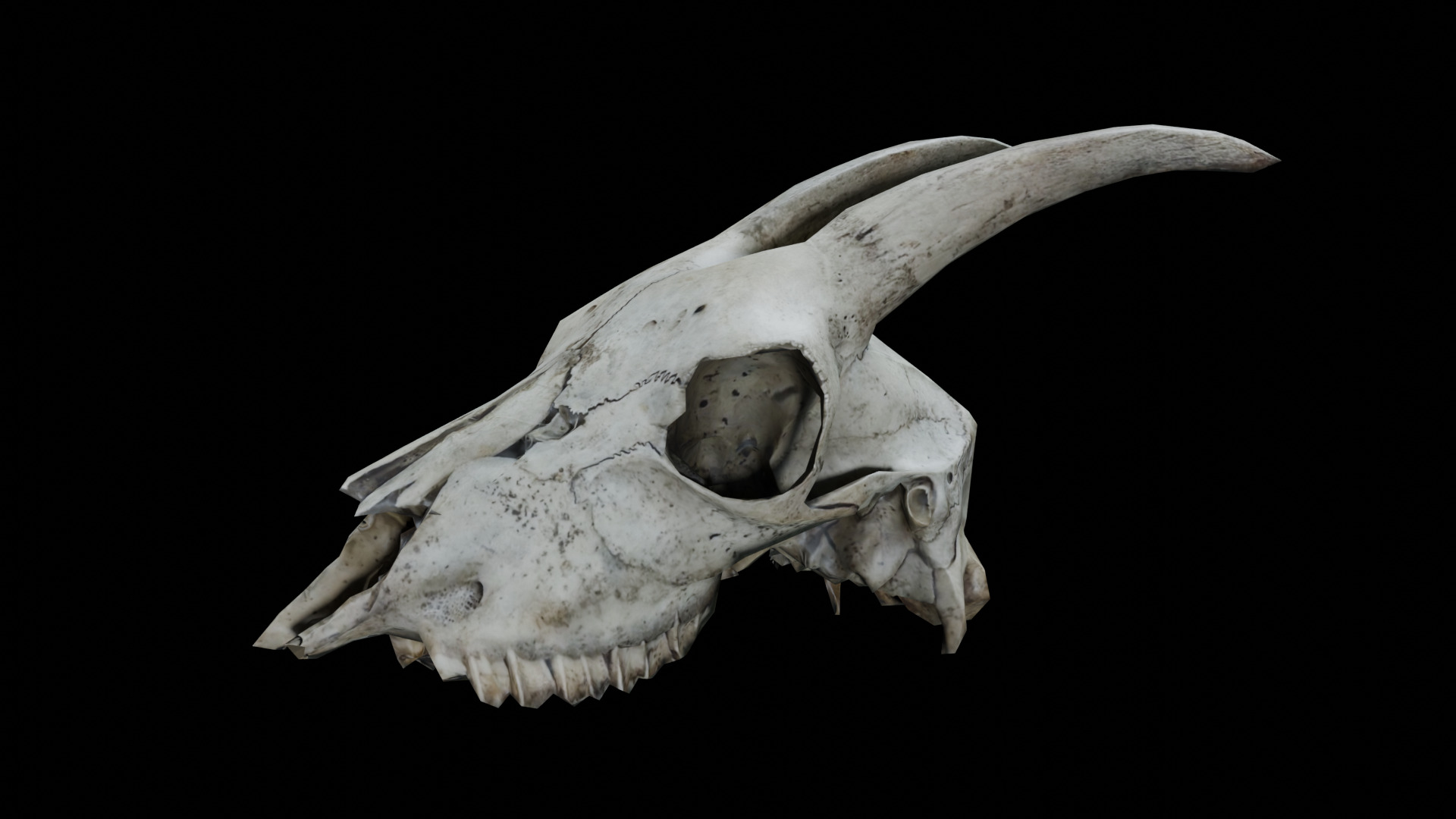 Goat Skull Low-poly 3D model_1