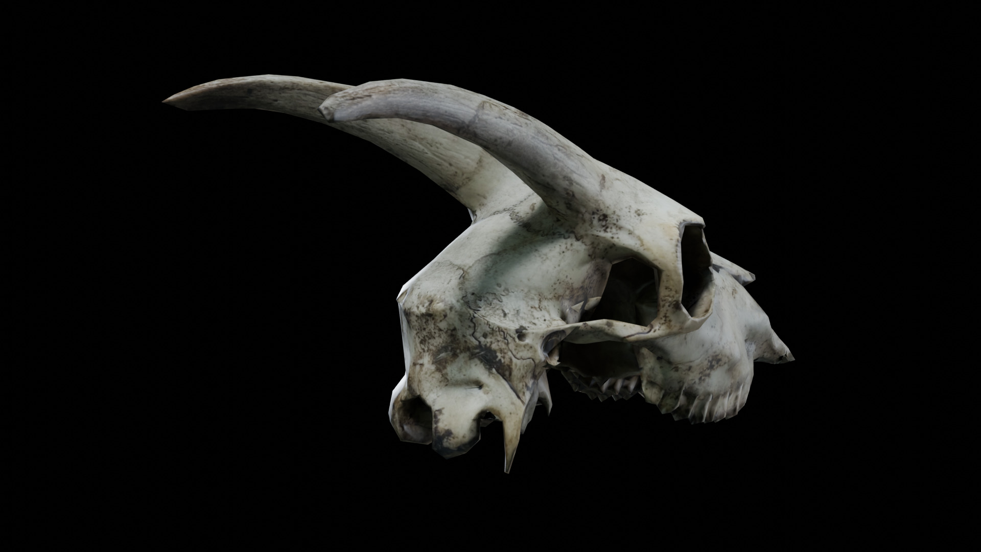 Goat Skull Low-poly 3D model_5