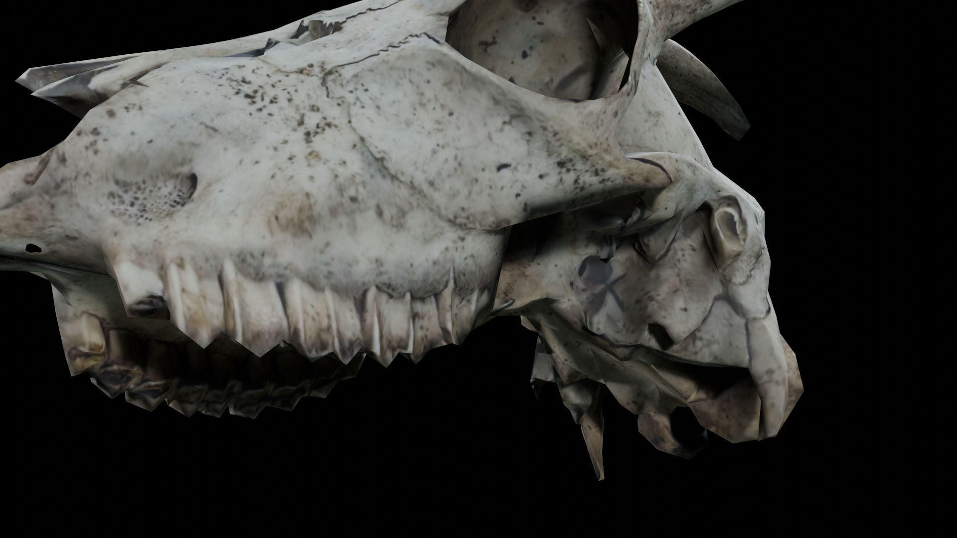 Goat Skull Low-poly 3D model_9